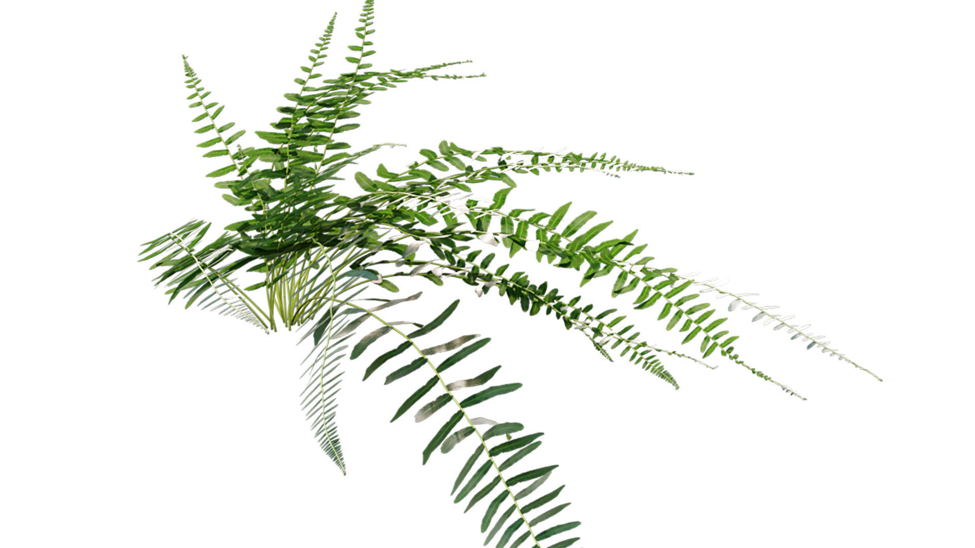 Microlepia strigosa - Fern 3D model_9