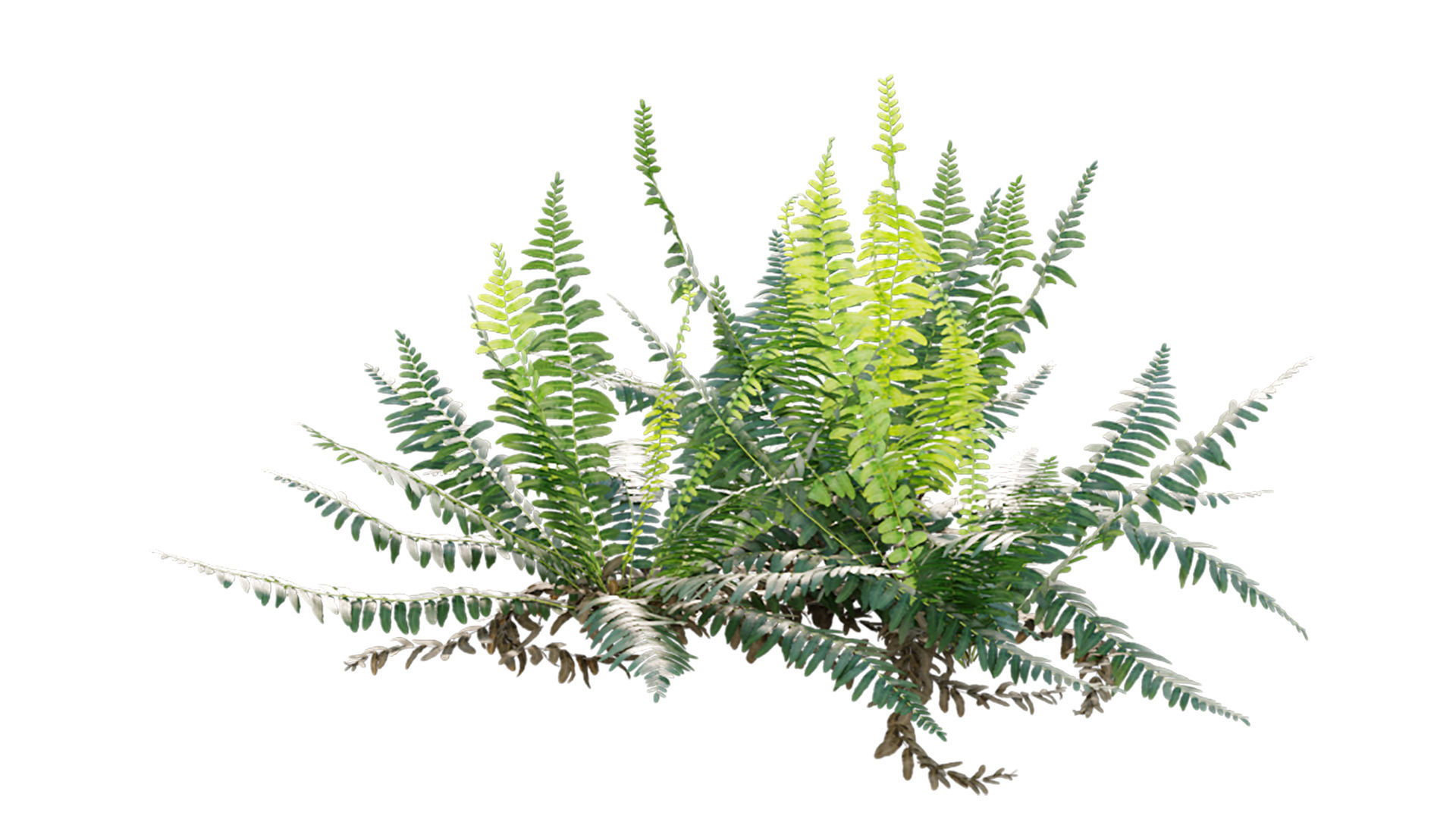 Microlepia strigosa - Fern 3D model_6