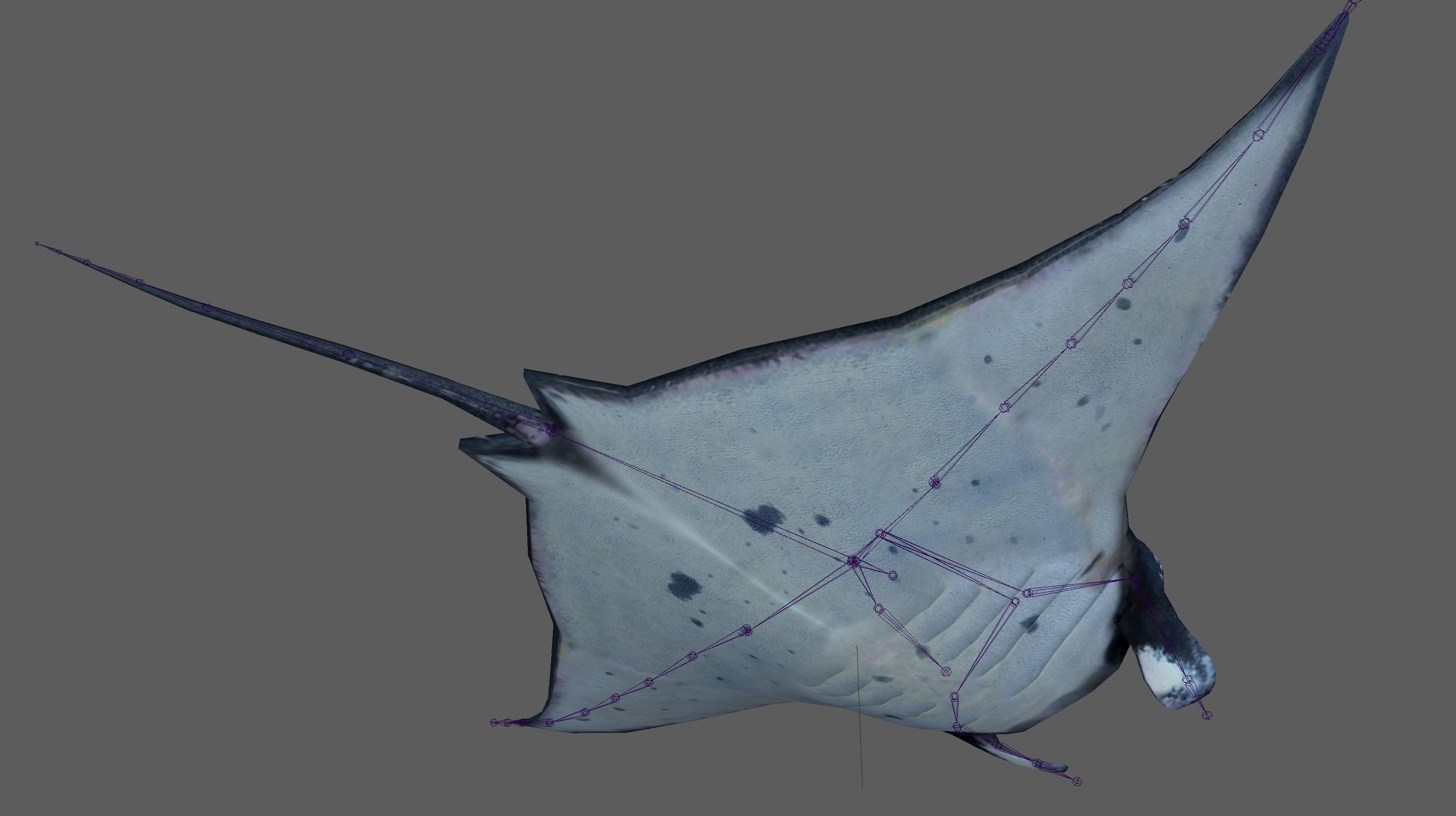 Manta Ray  Low-poly 3D model_20