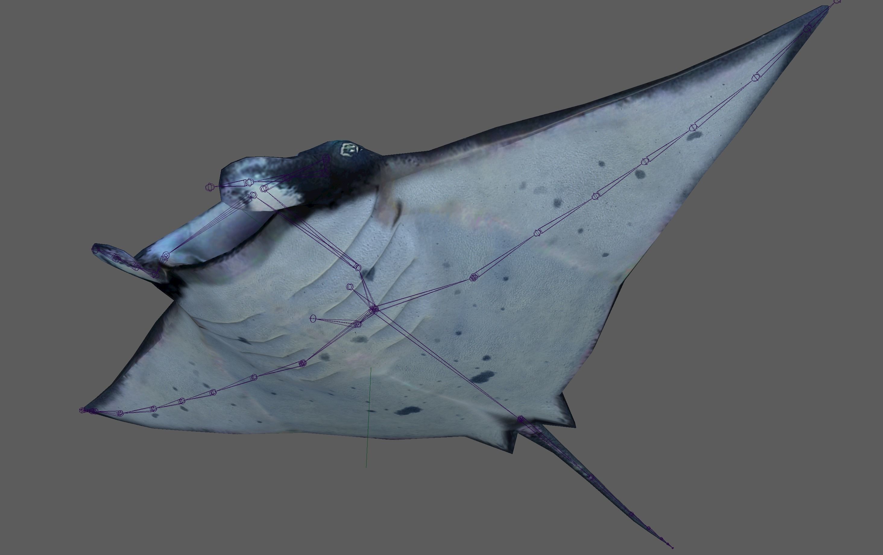 Manta Ray  Low-poly 3D model_17