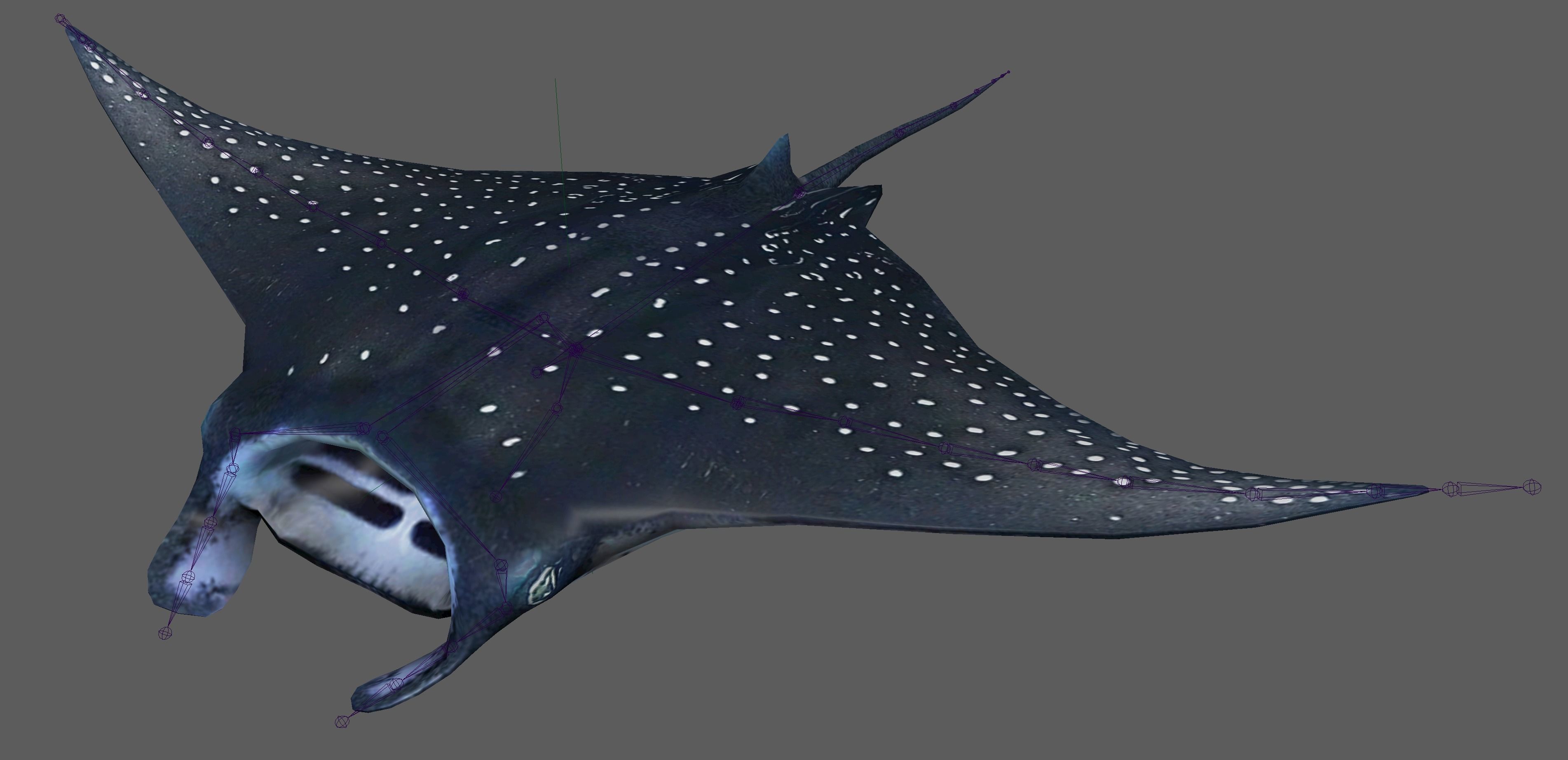 Manta Ray  Low-poly 3D model_8