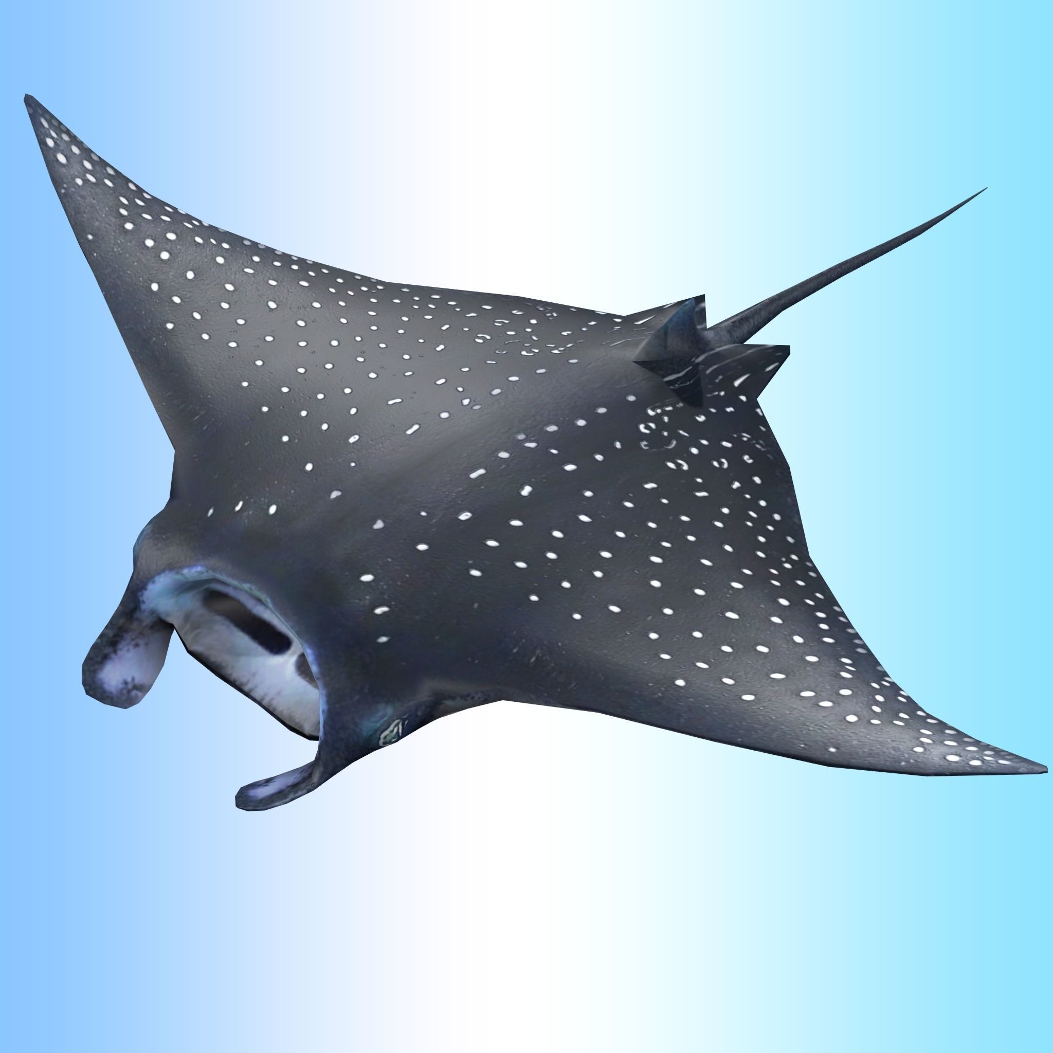 Manta Ray  Low-poly 3D model_1