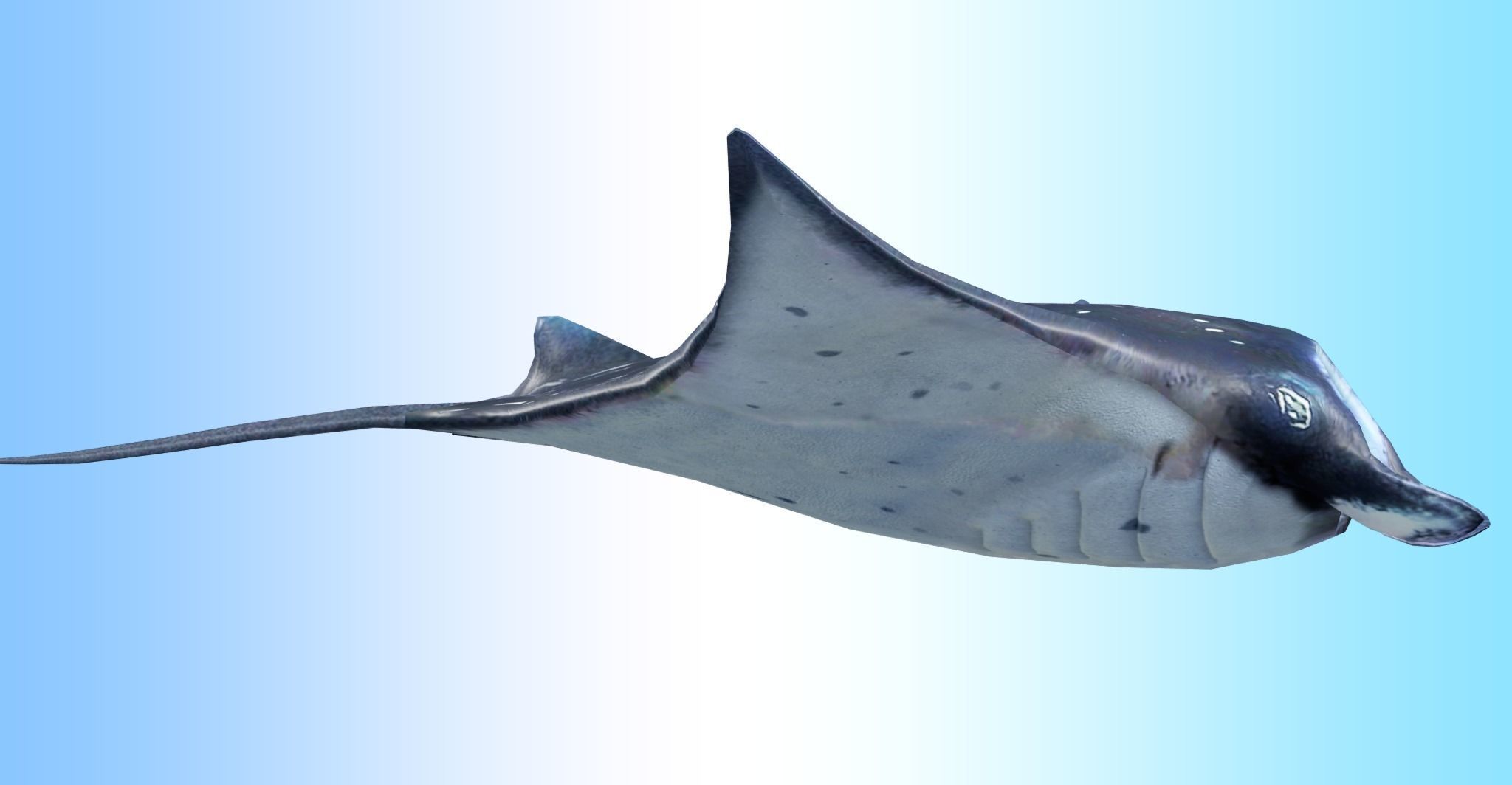 Manta Ray  Low-poly 3D model_5