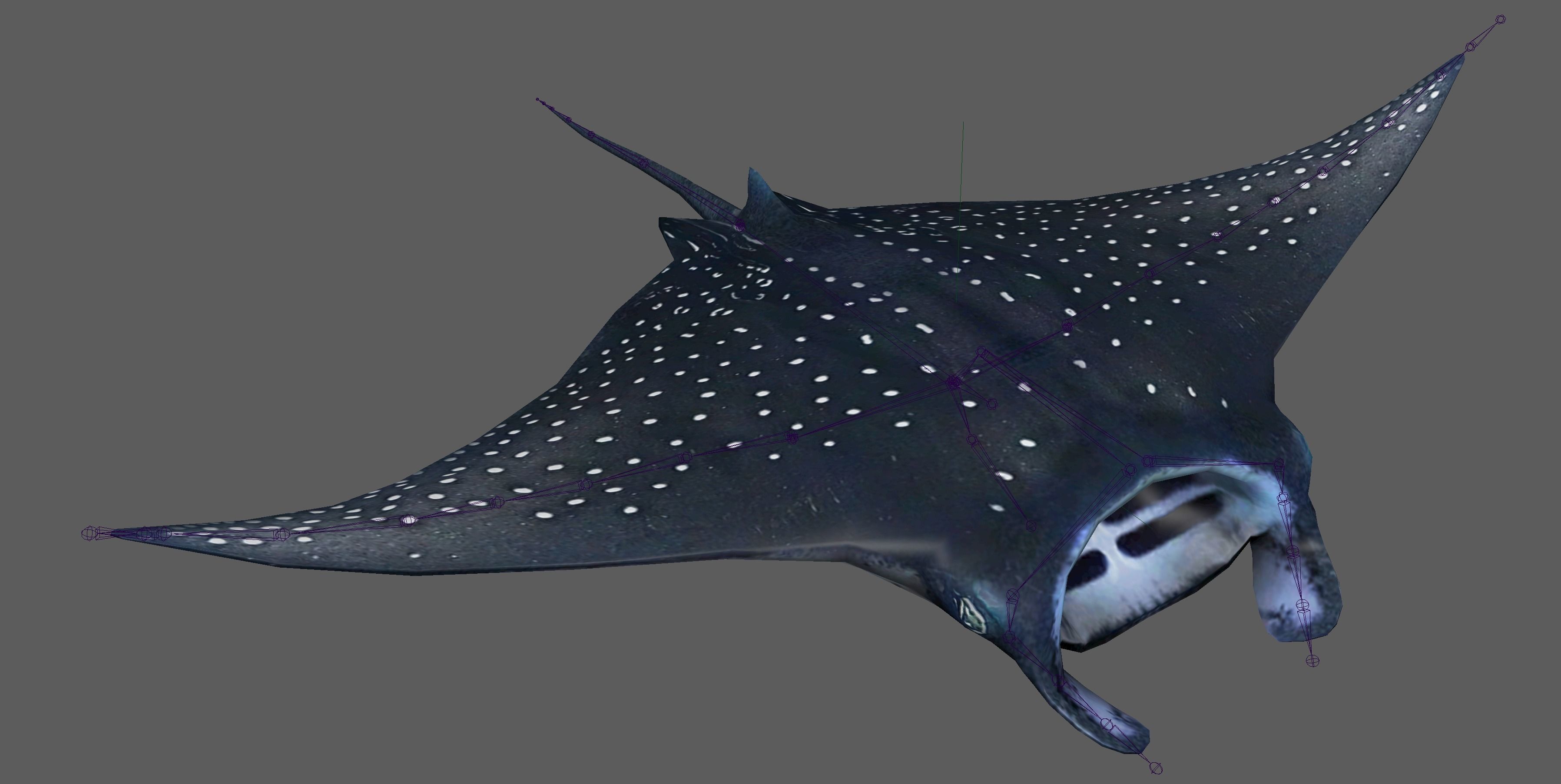 Manta Ray  Low-poly 3D model_18