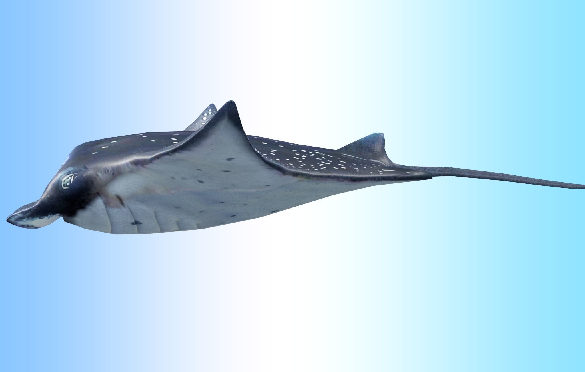 Manta Ray  Low-poly 3D model_7