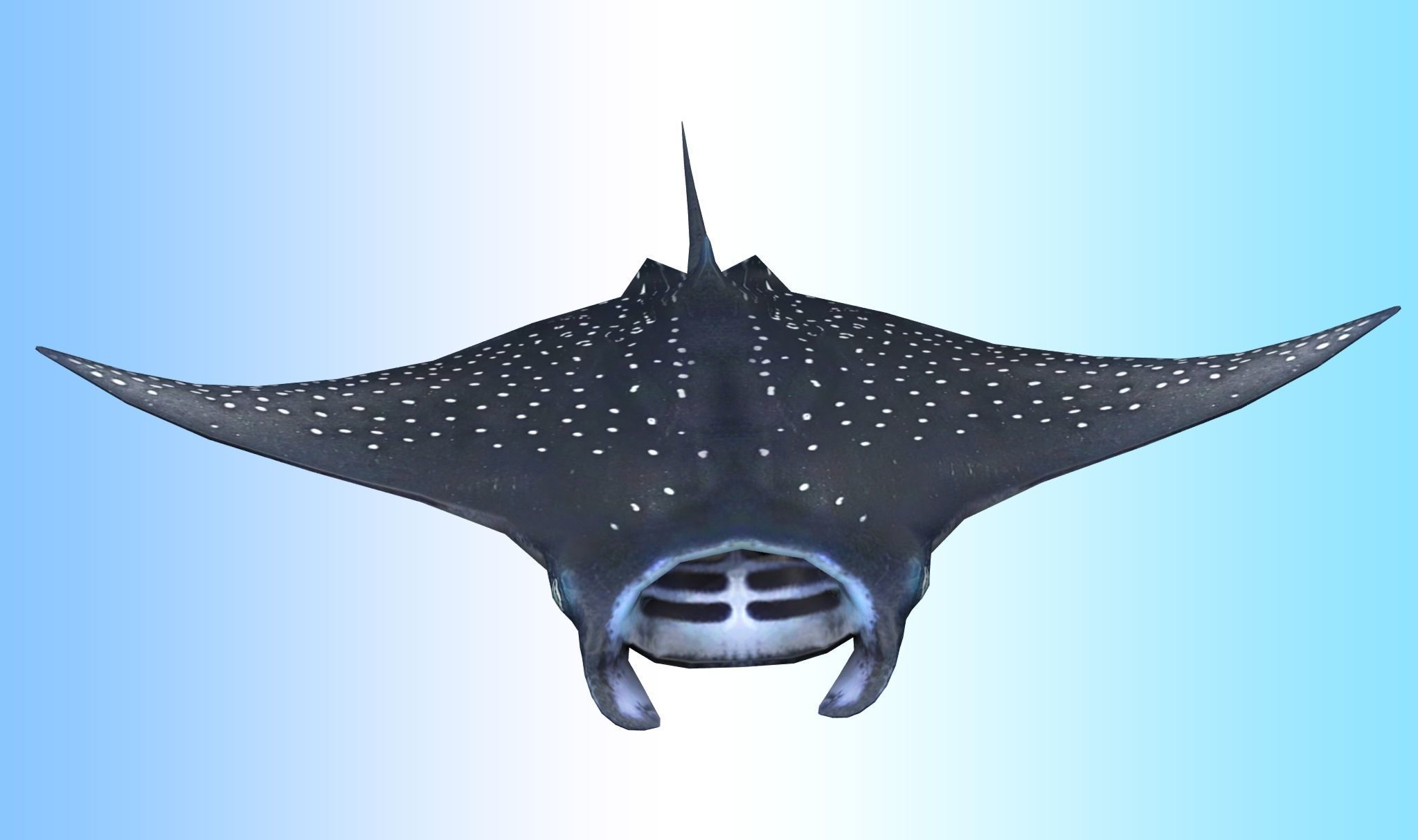Manta Ray  Low-poly 3D model_6