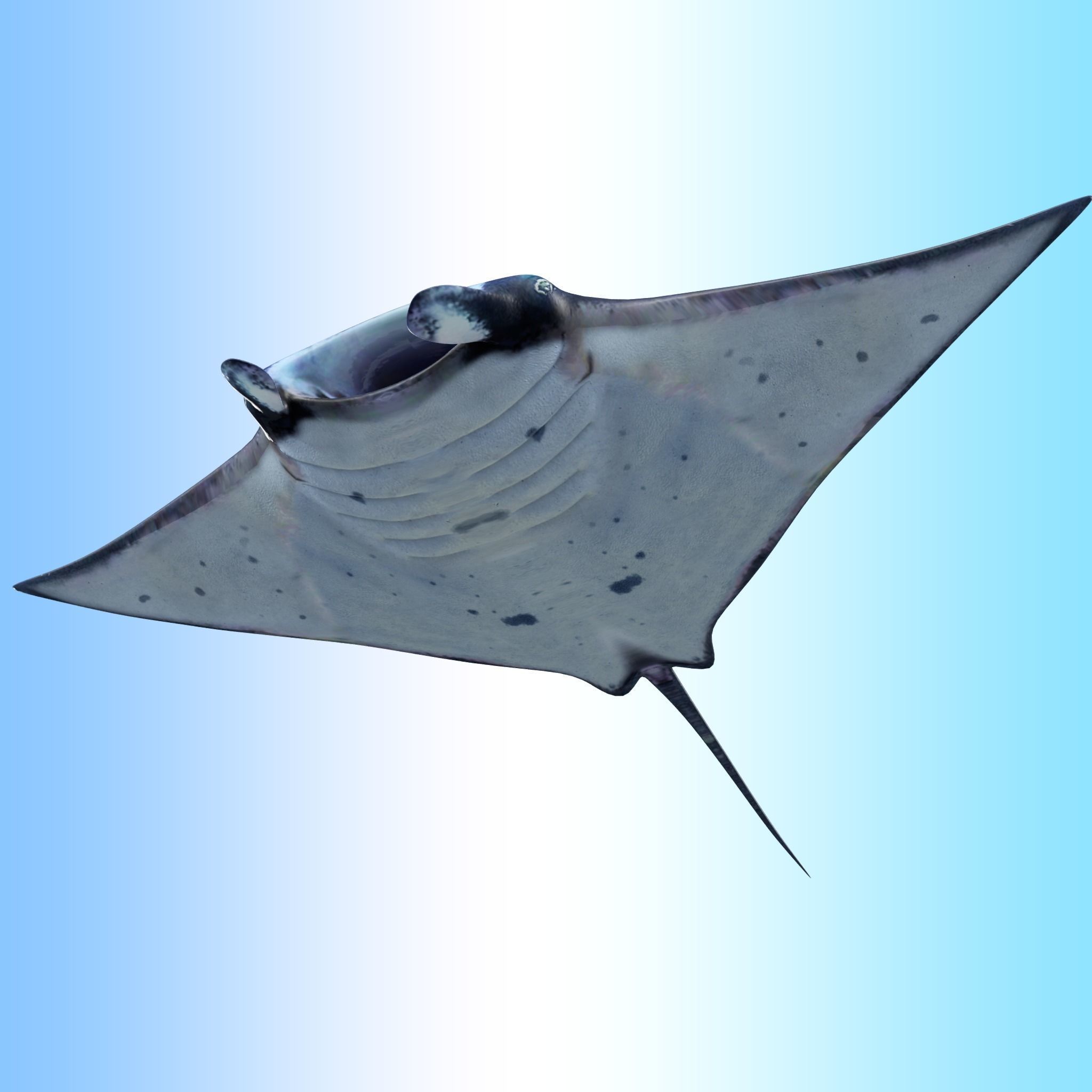 Manta Ray  Low-poly 3D model_2