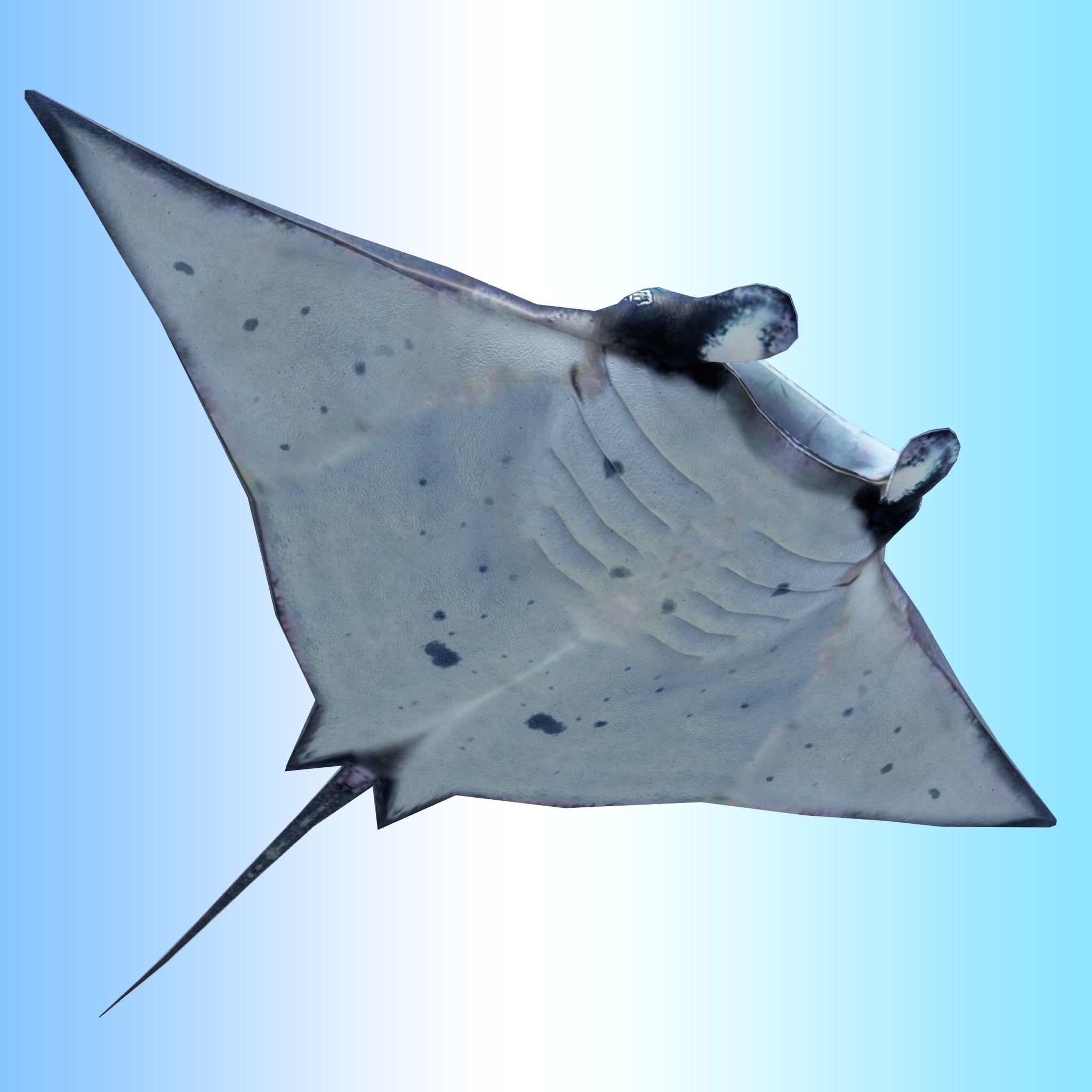 Manta Ray  Low-poly 3D model_3