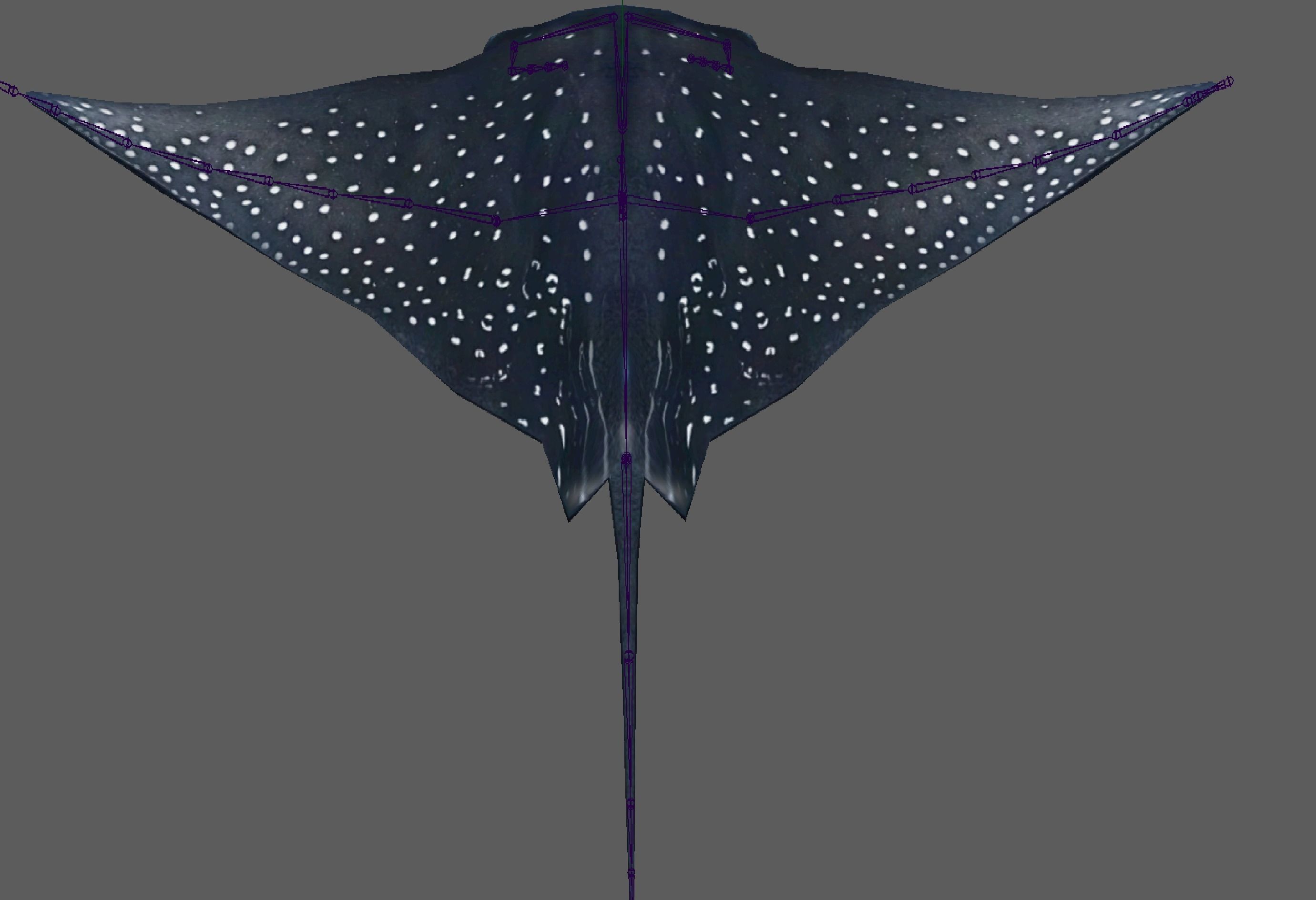 Manta Ray  Low-poly 3D model_11
