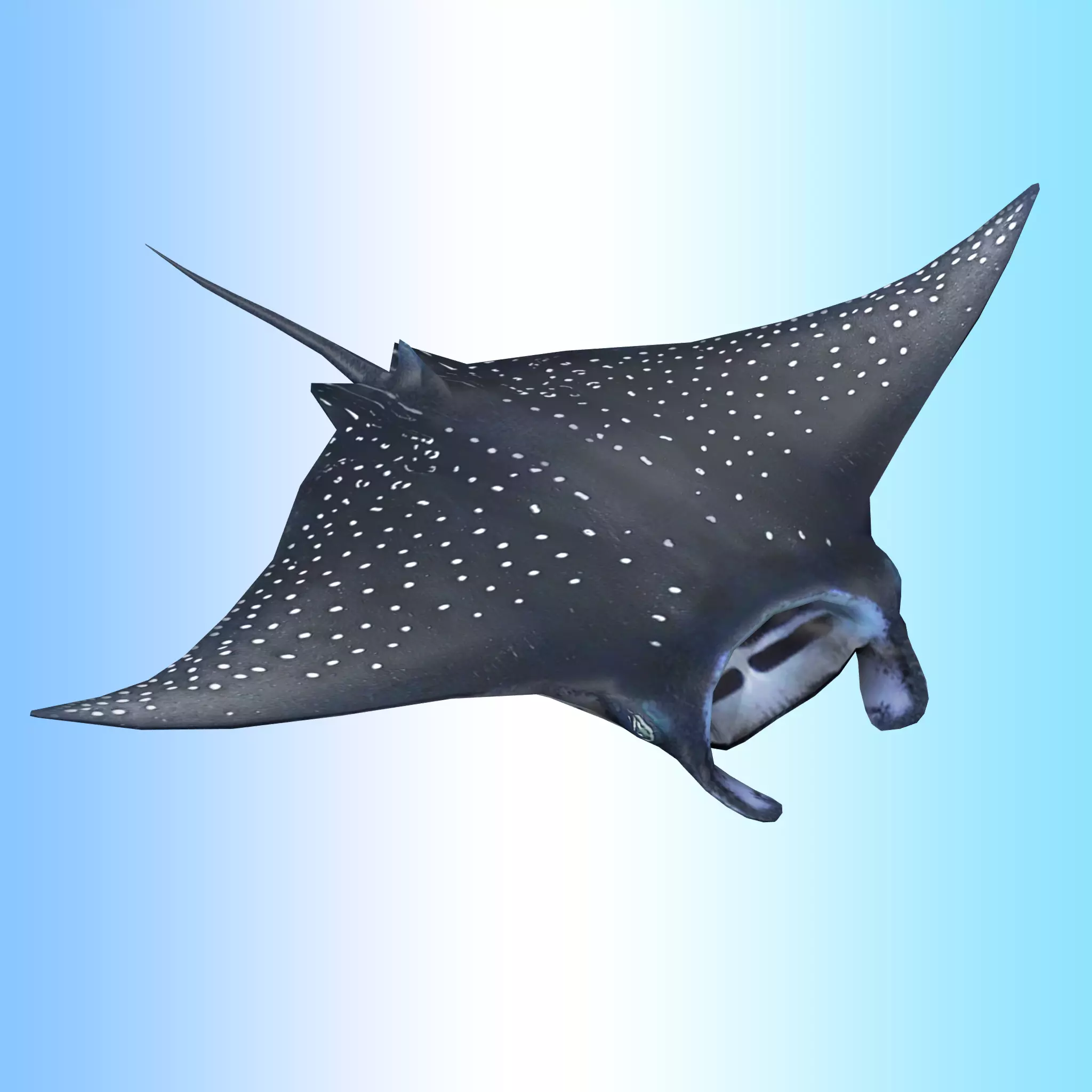 Manta Ray  Low-poly 3D model_0