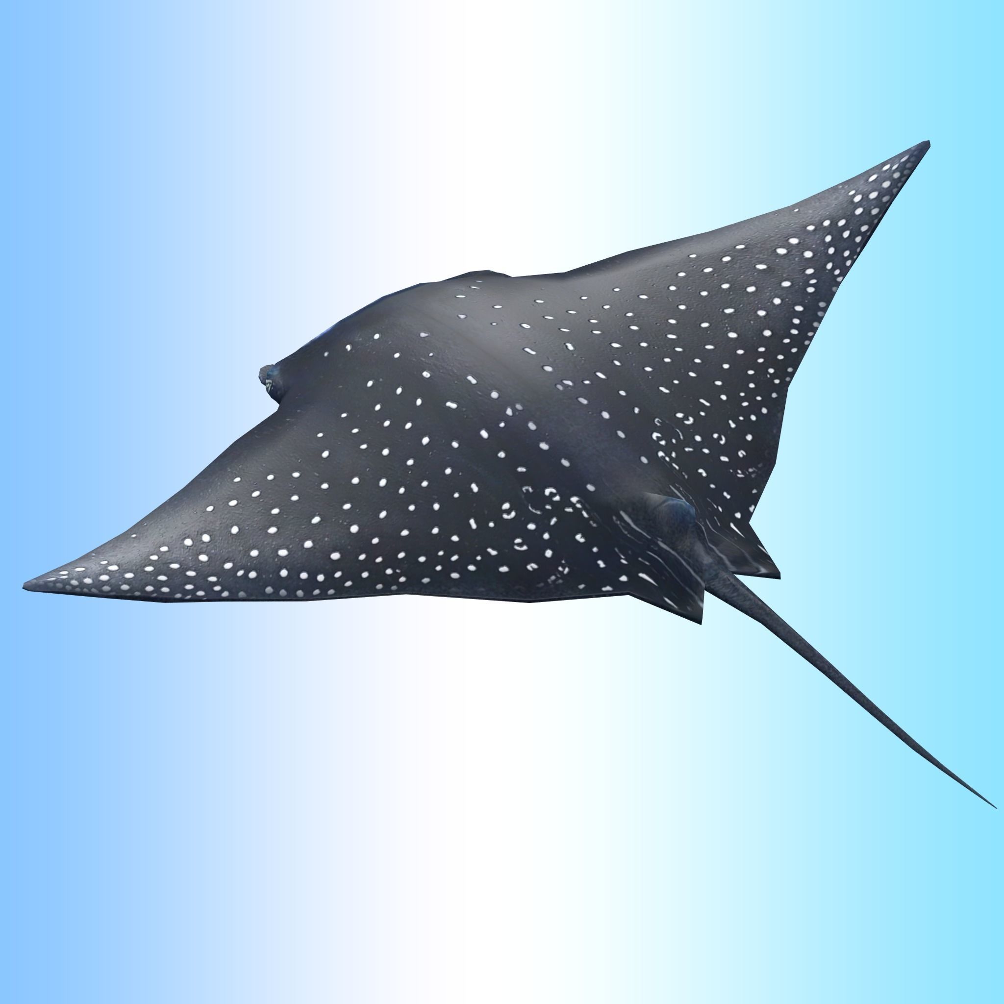 Manta Ray  Low-poly 3D model_4