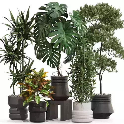 Plants collection 721 3D model