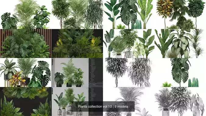 Plants collection vol 10