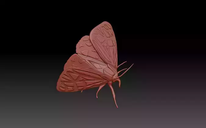 Moth butterfly