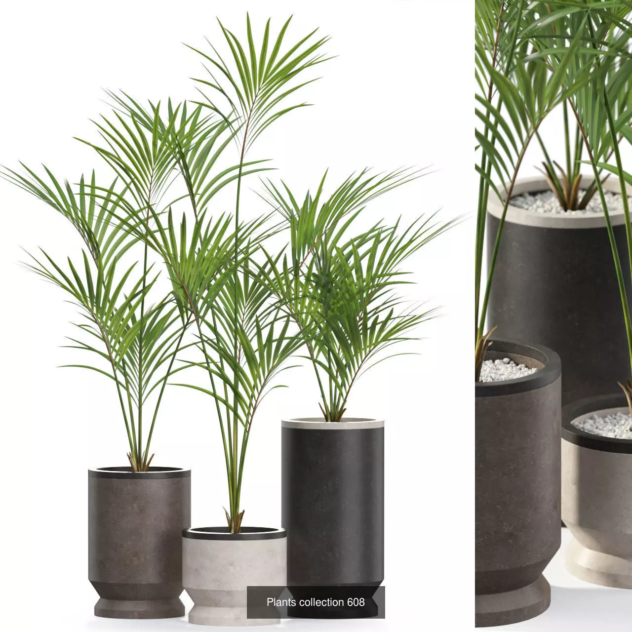 Plants collection vol 11 _2