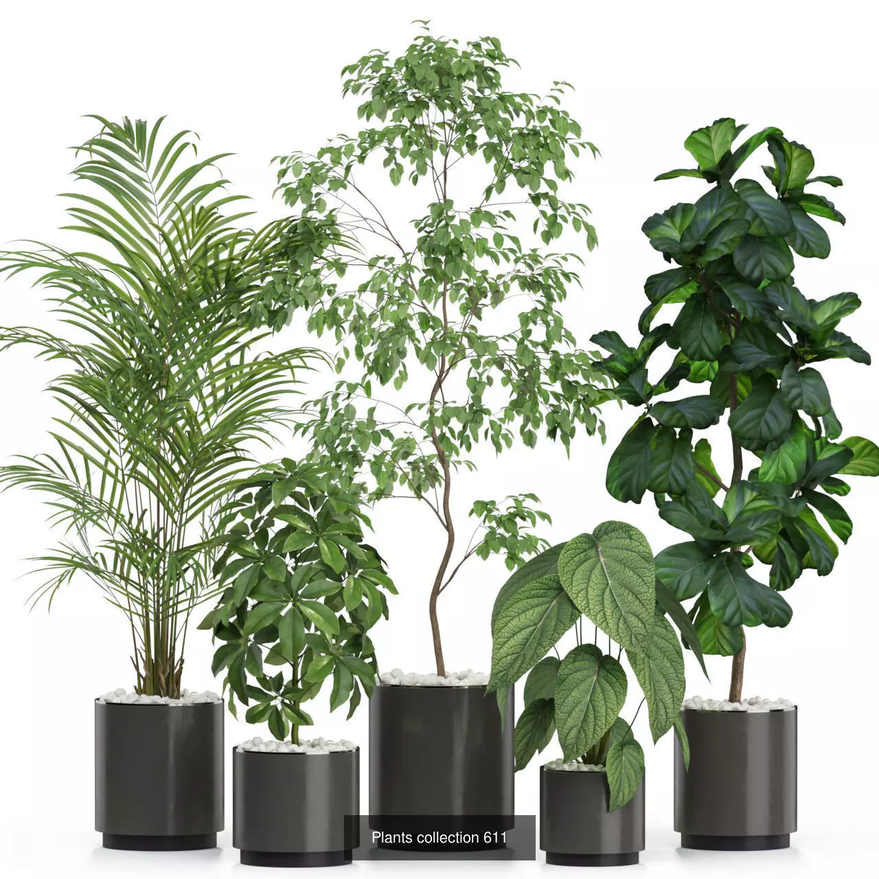 Plants collection vol 11 _4