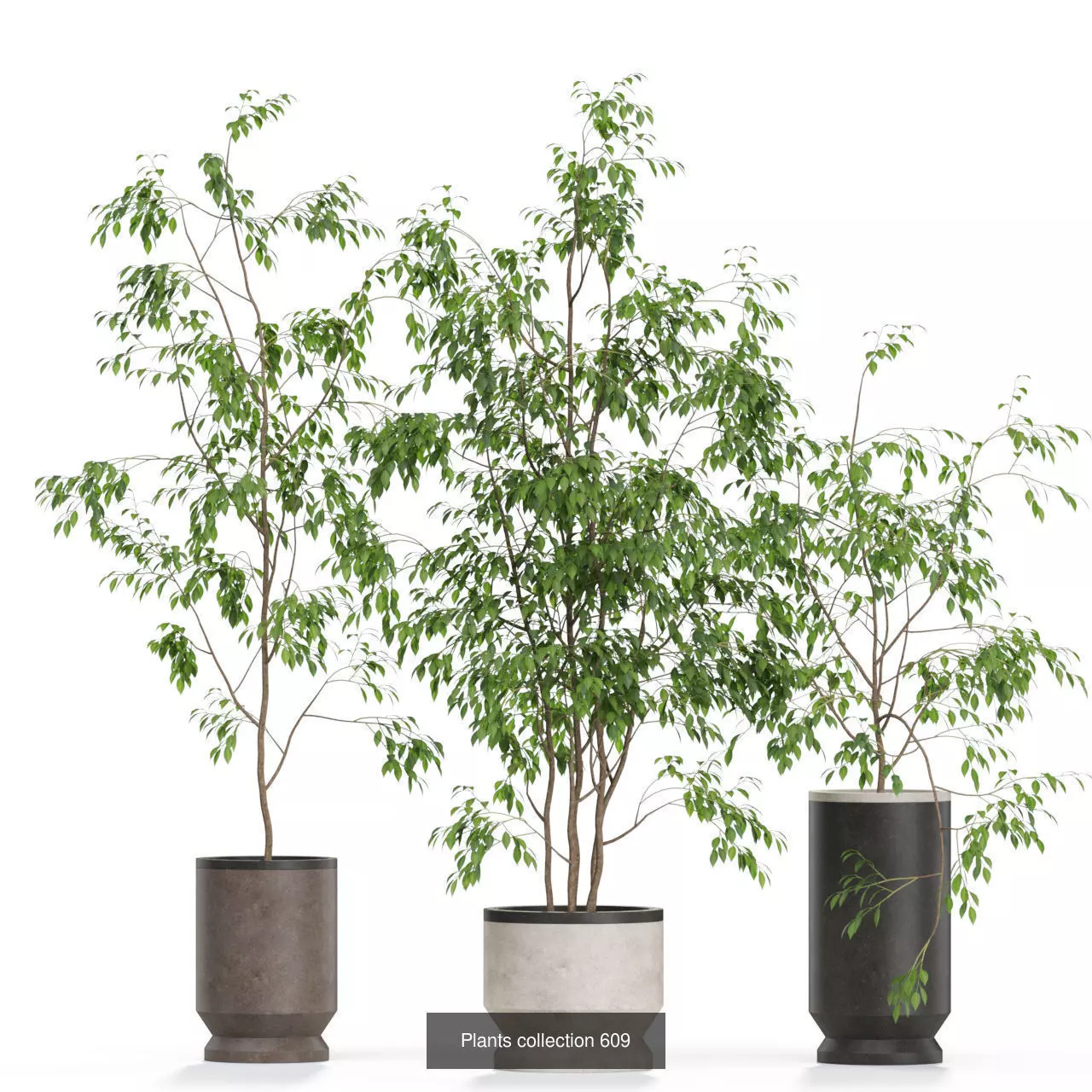 Plants collection vol 11 _3