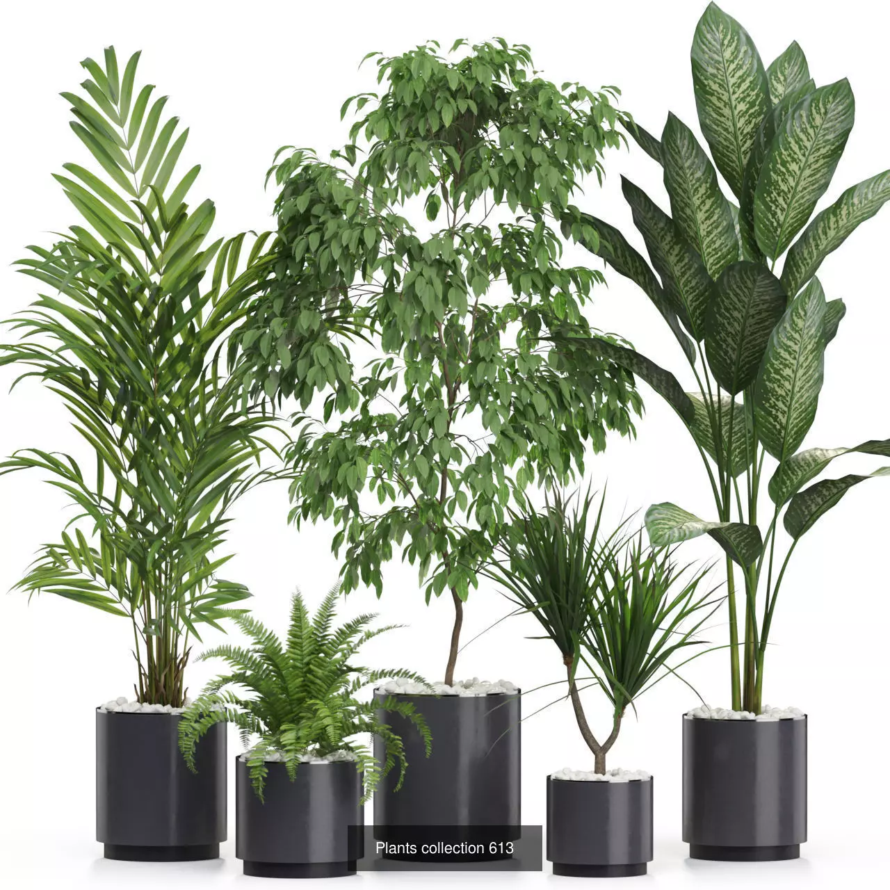 Plants collection vol 11 _5