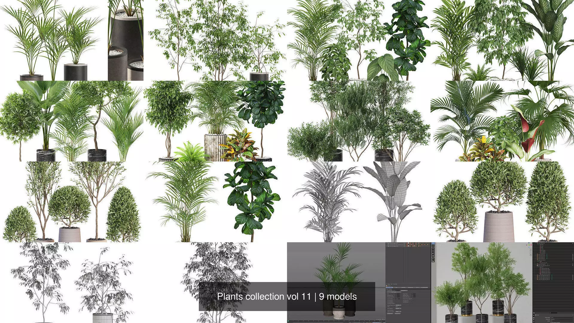 Plants collection vol 11 _1