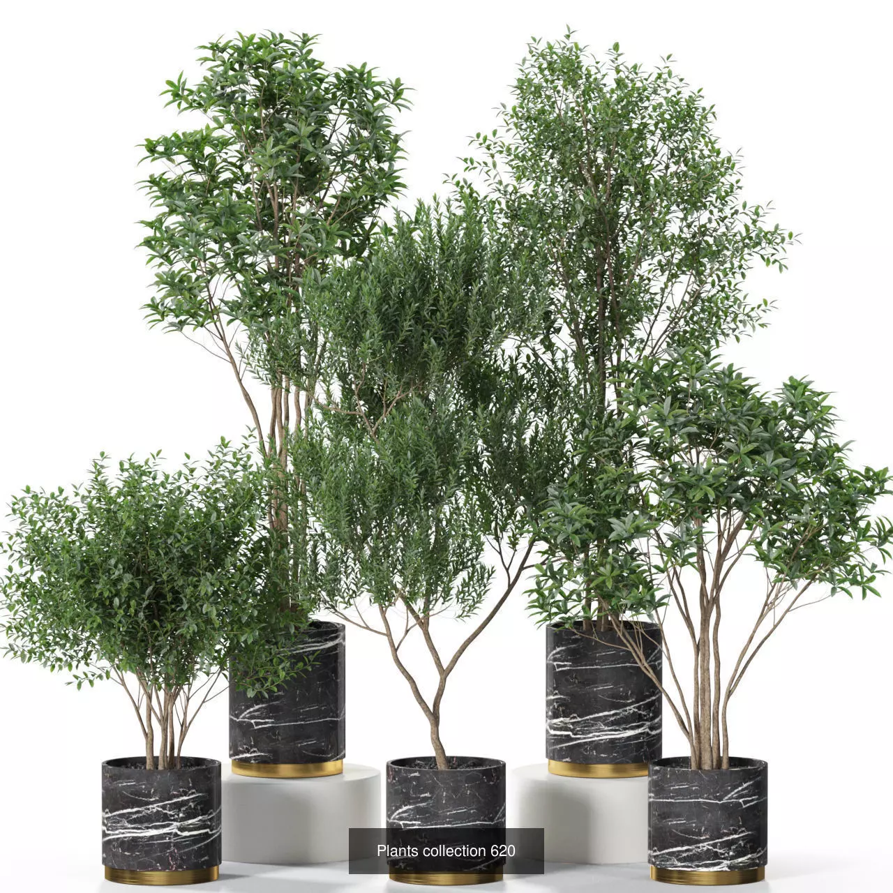 Plants collection vol 11 _8