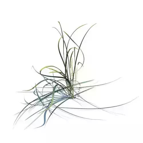 Green Bladed Leymus Arenarius