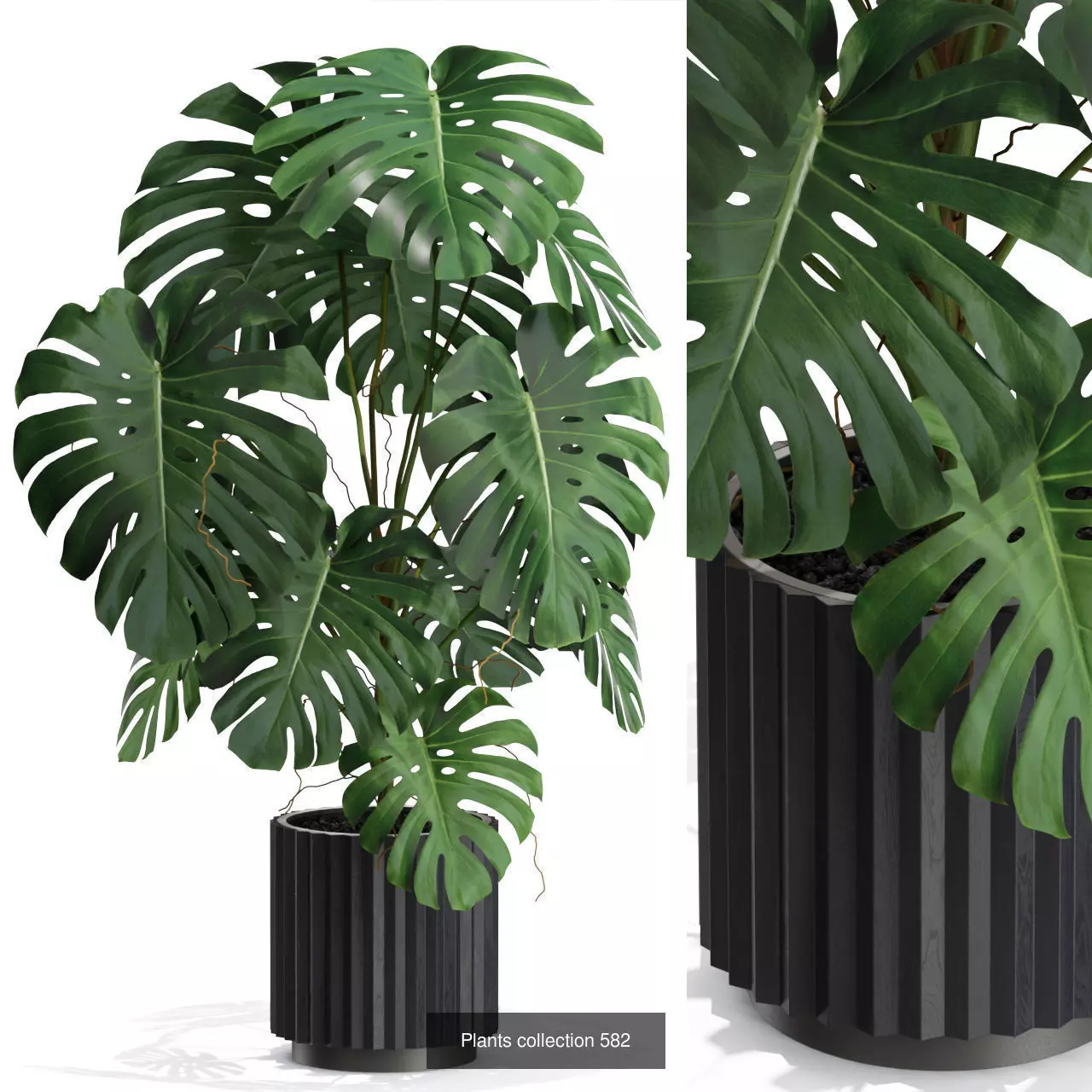 Plants collection vol 12 _7