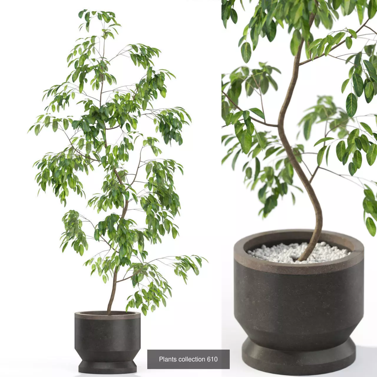 Plants collection vol 12 _16