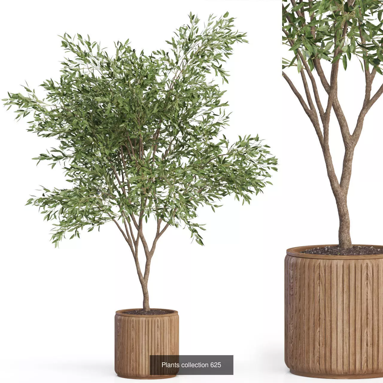 Plants collection vol 12 _26