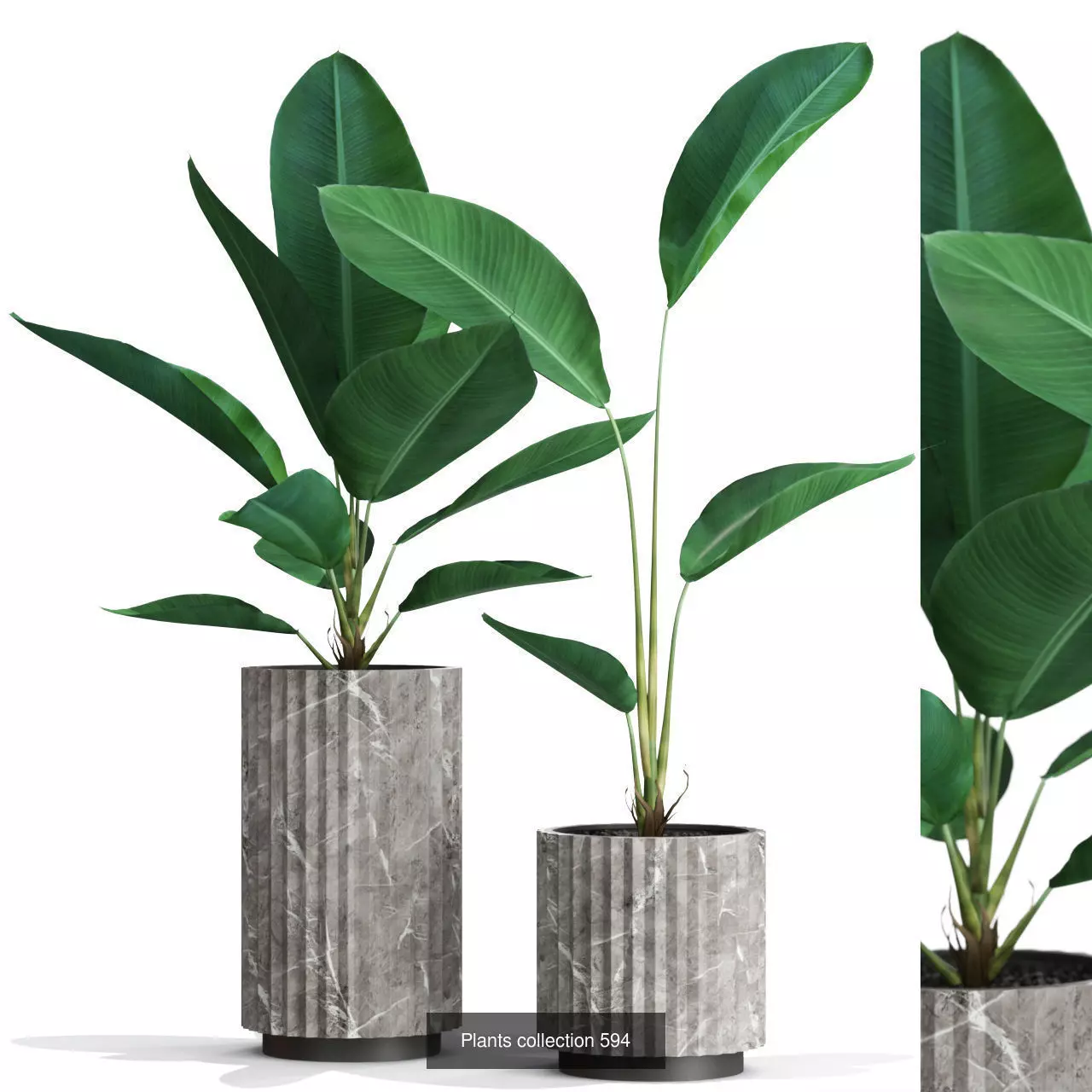 Plants collection vol 12 _15
