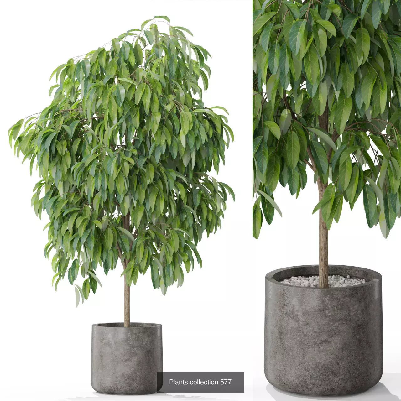 Plants collection vol 12 _4