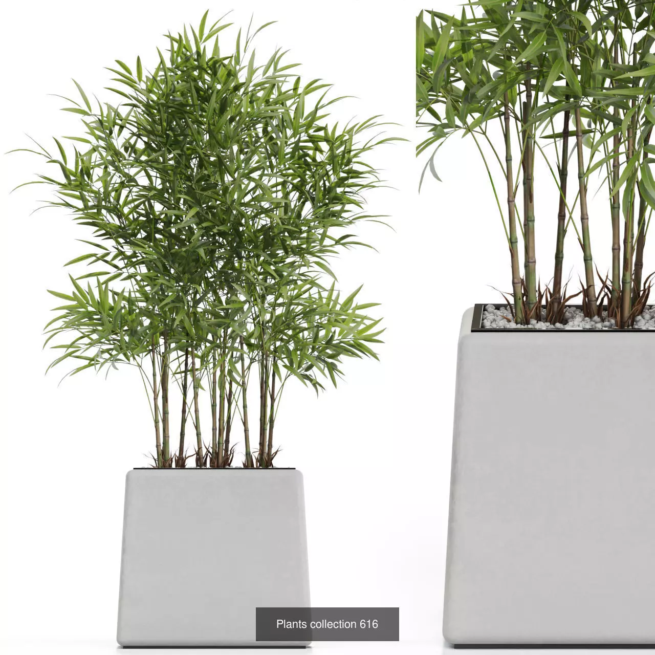 Plants collection vol 12 _20