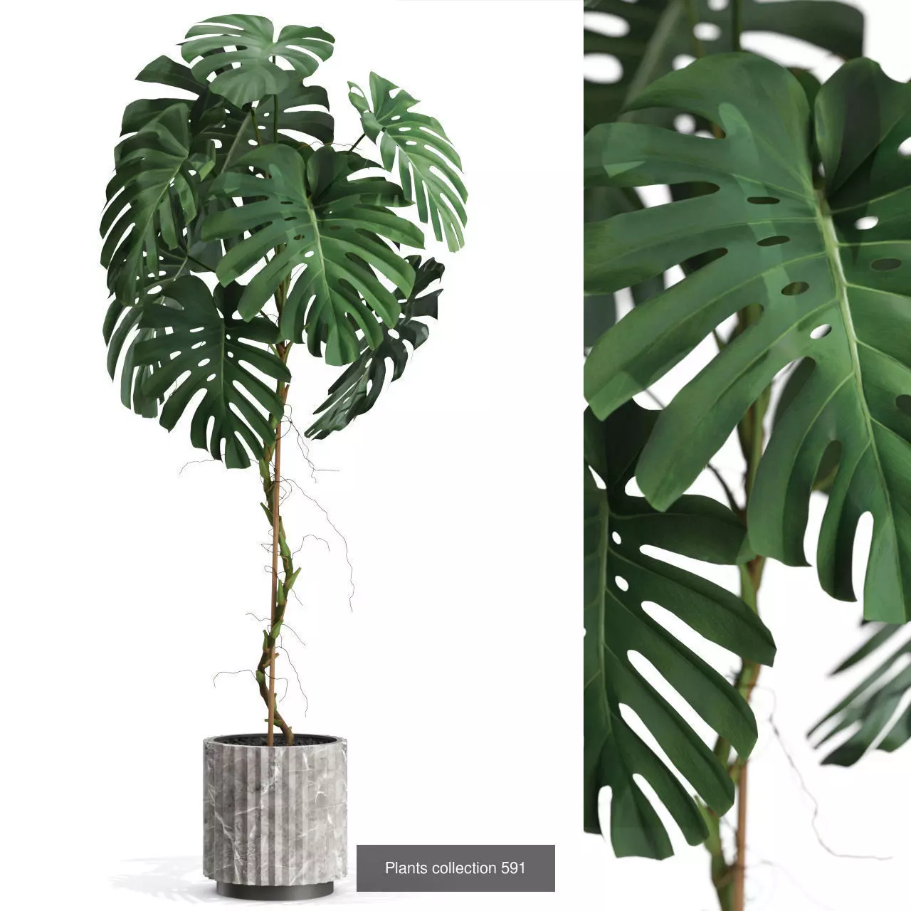 Plants collection vol 12 _12