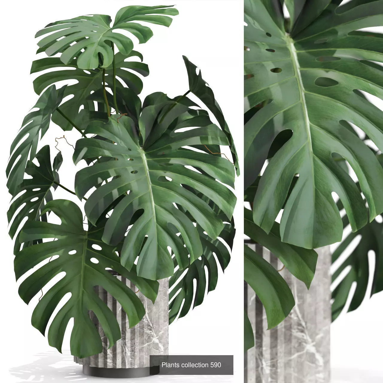 Plants collection vol 12 _11