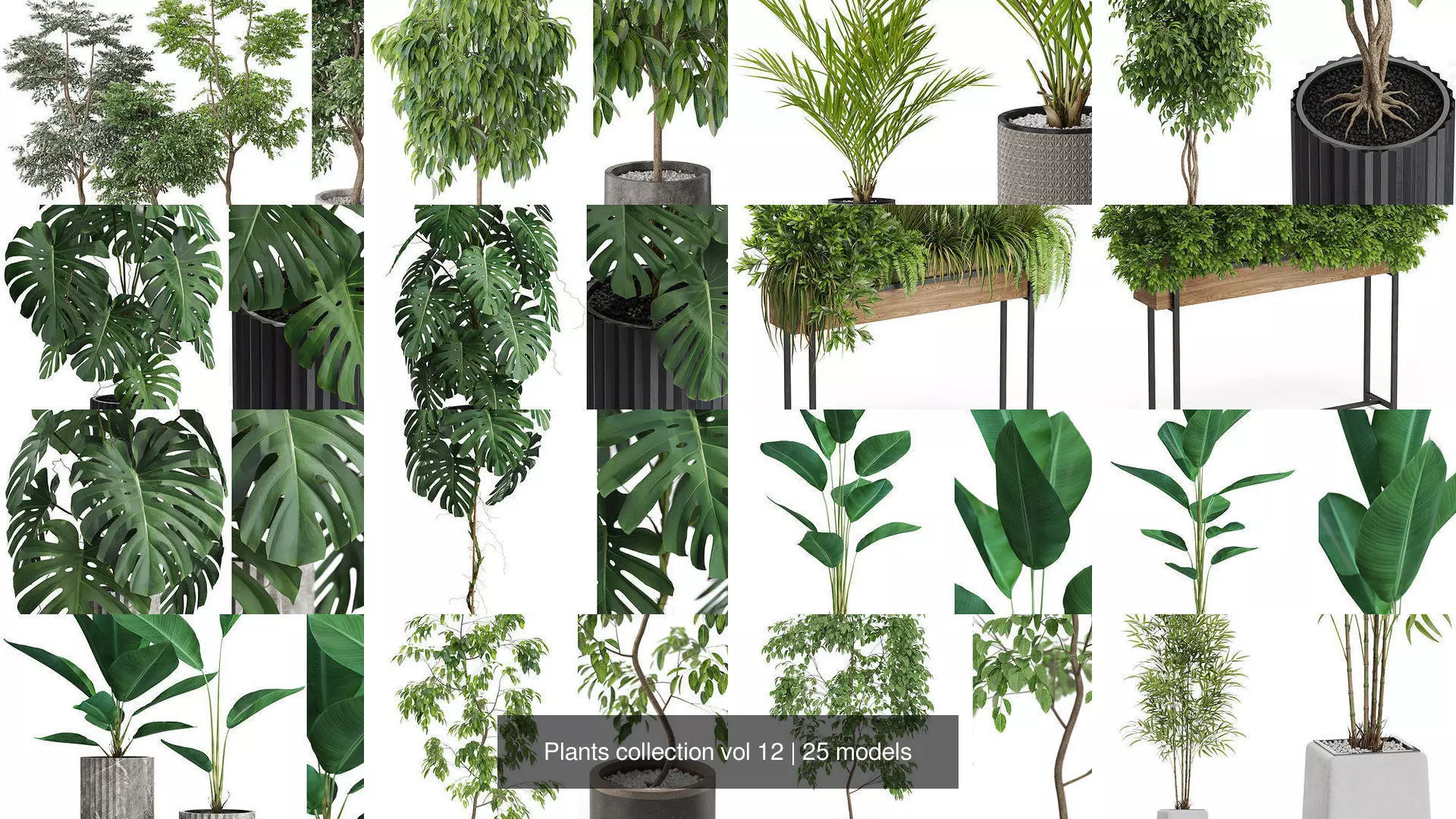 Plants collection vol 12 _1