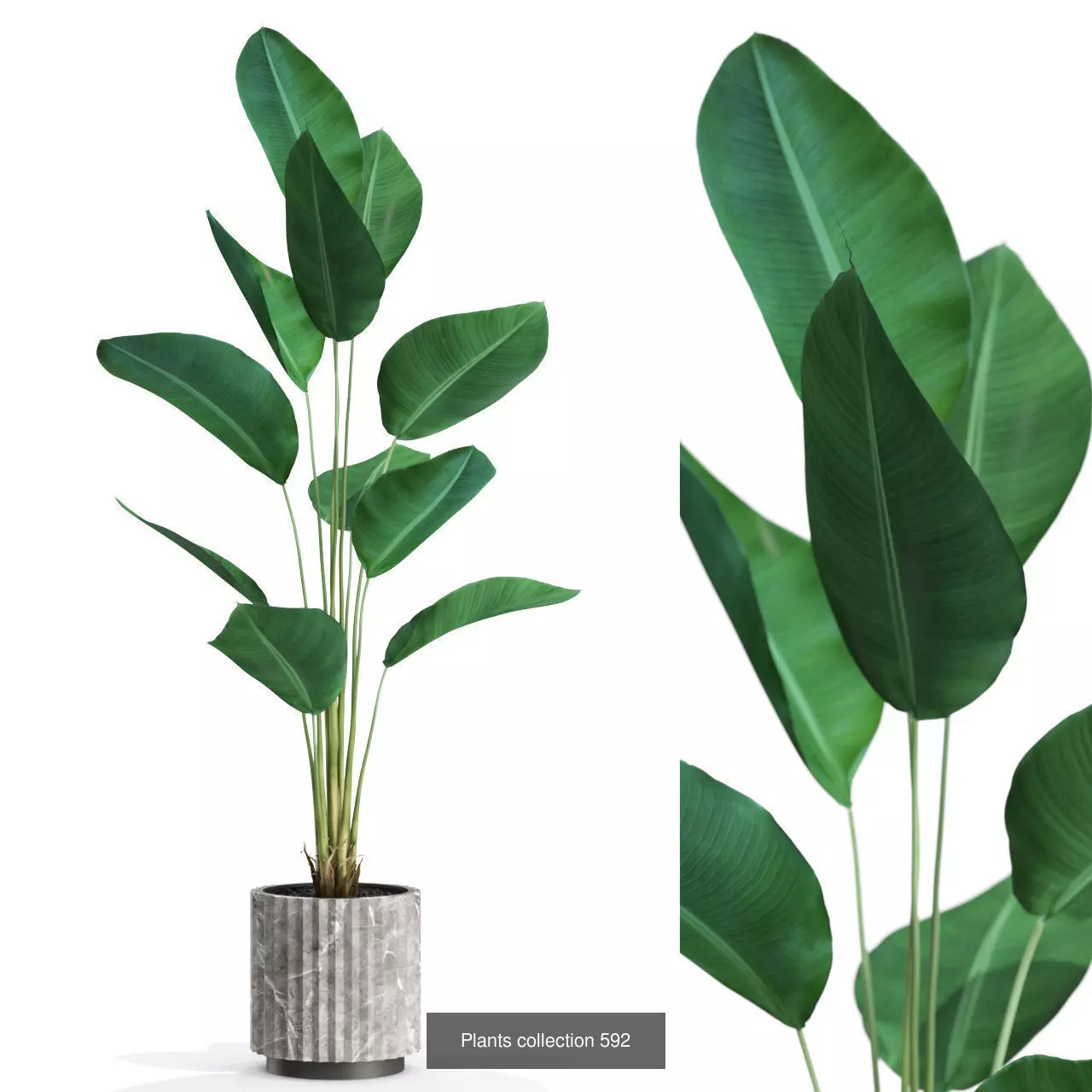 Plants collection vol 12 _13