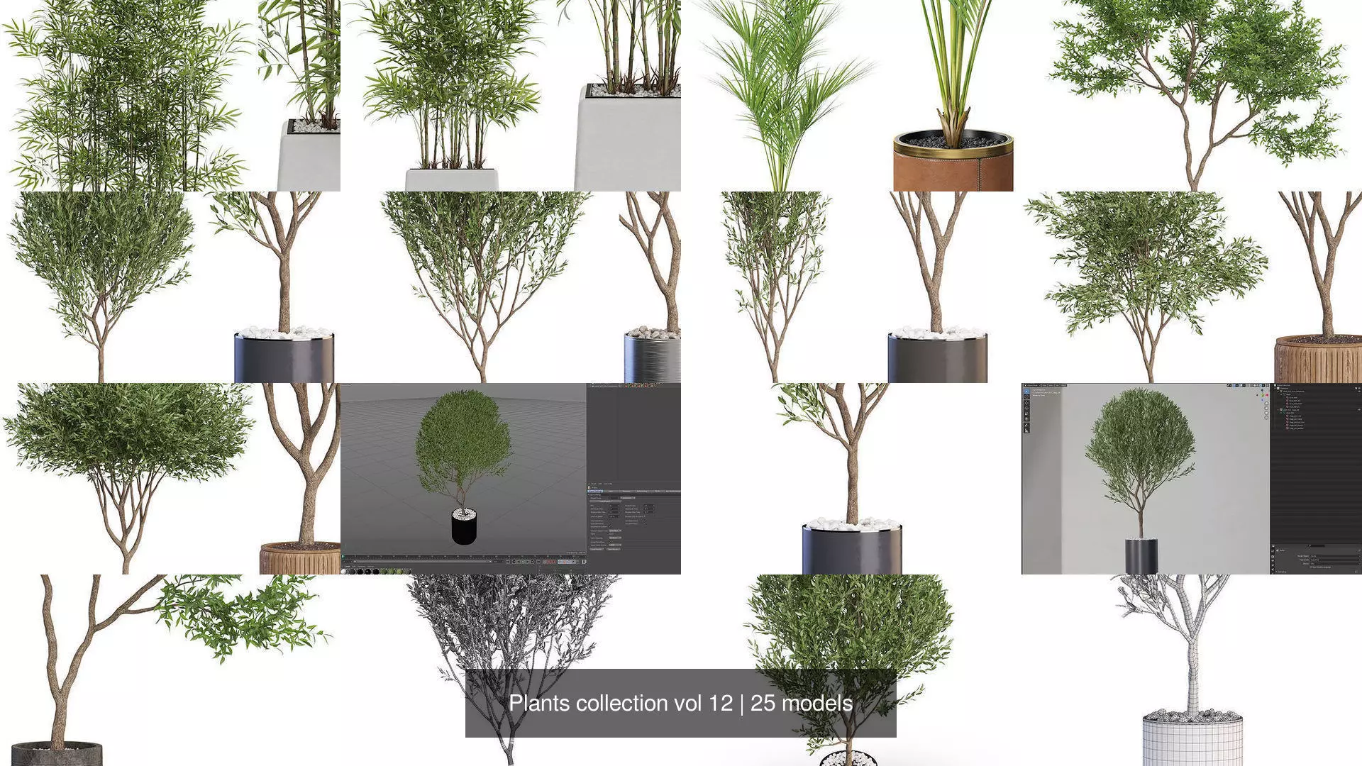 Plants collection vol 12 _2