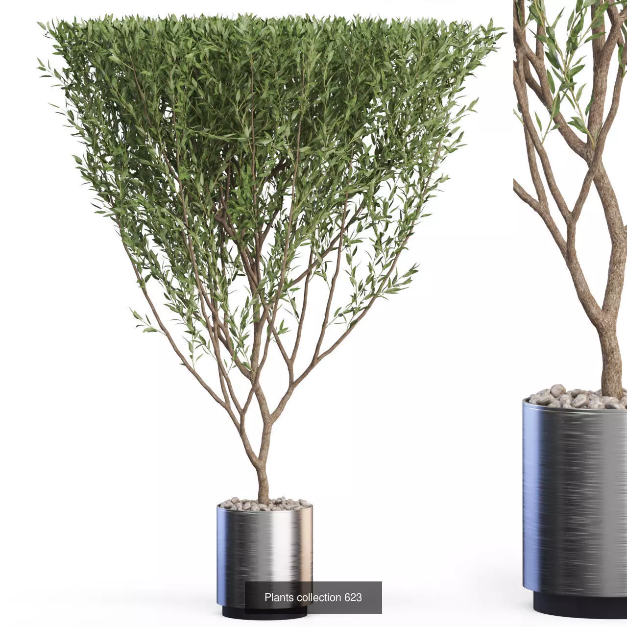 Plants collection vol 12 _24