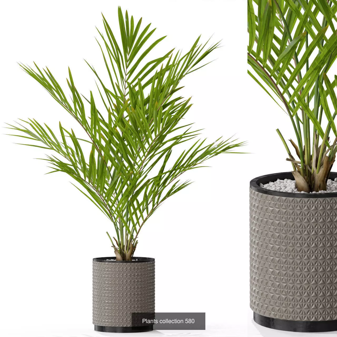 Plants collection vol 12 _5