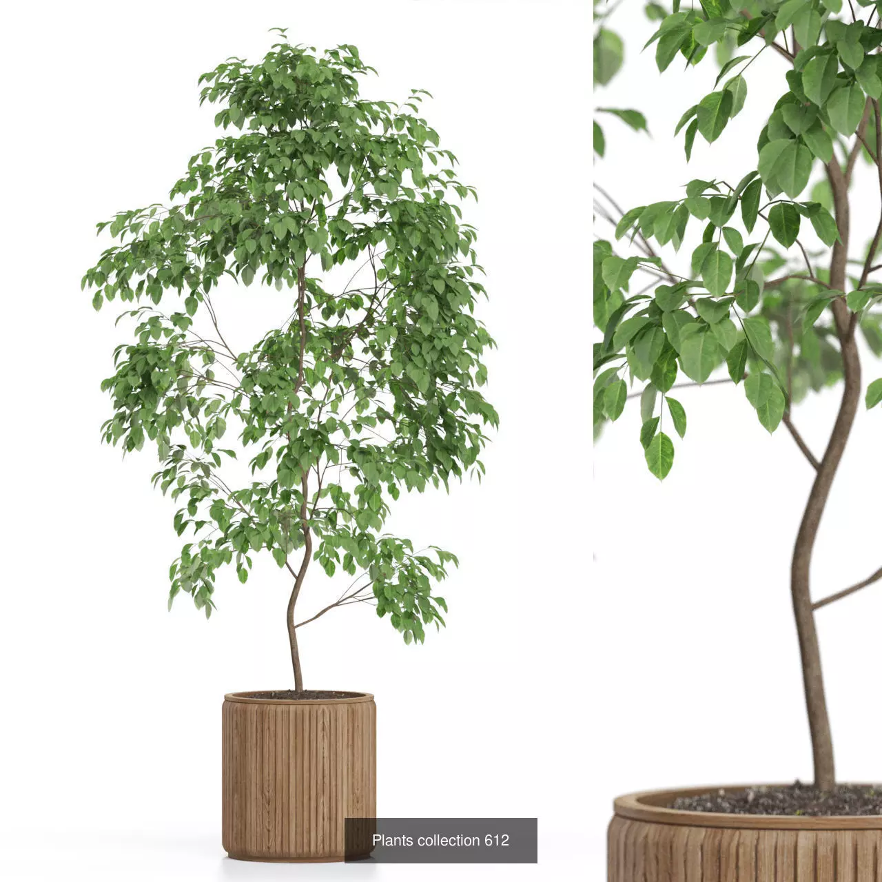 Plants collection vol 12 _17