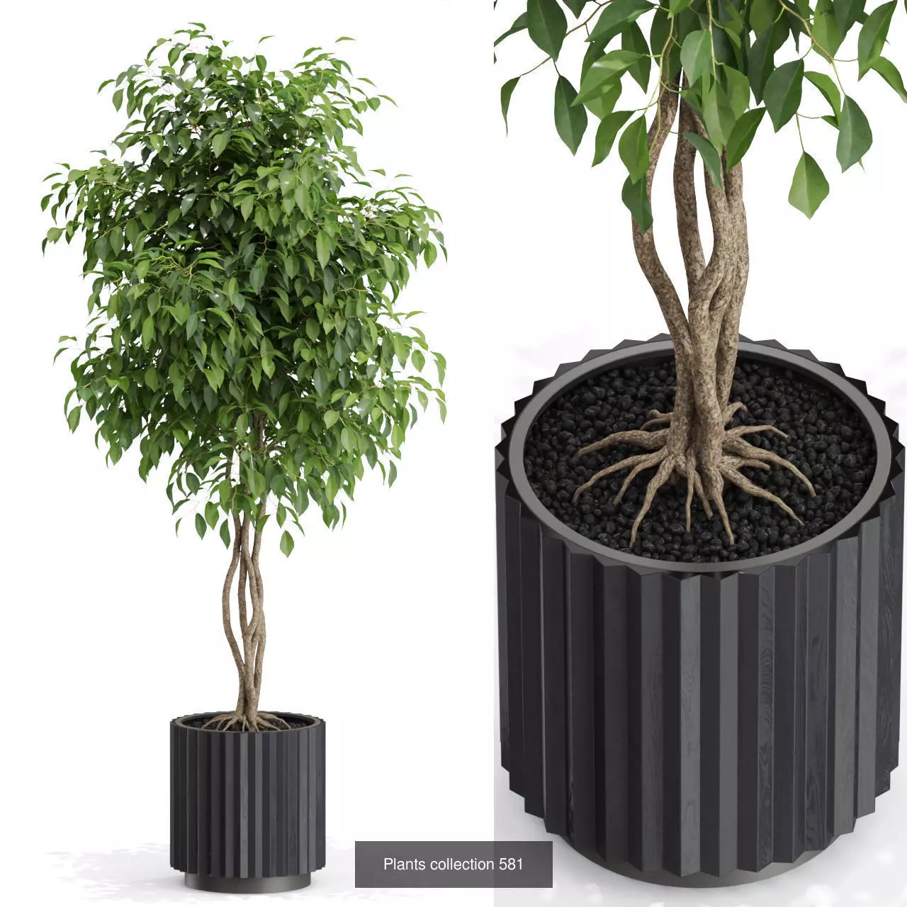 Plants collection vol 12 _6