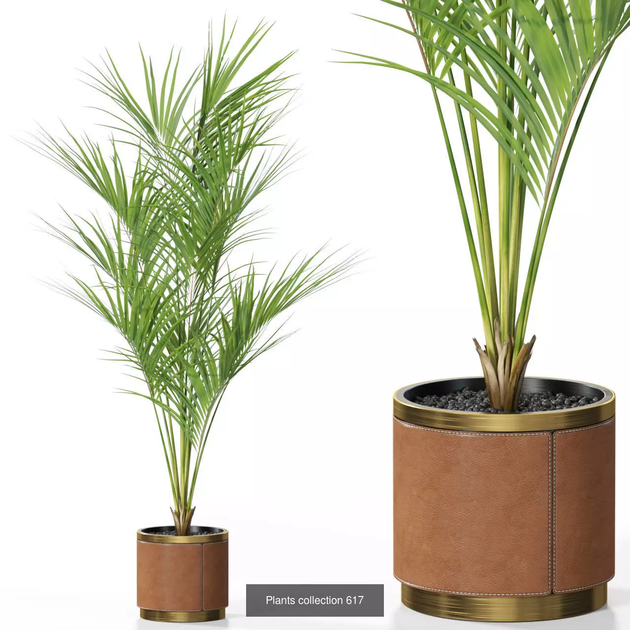 Plants collection vol 12 _21