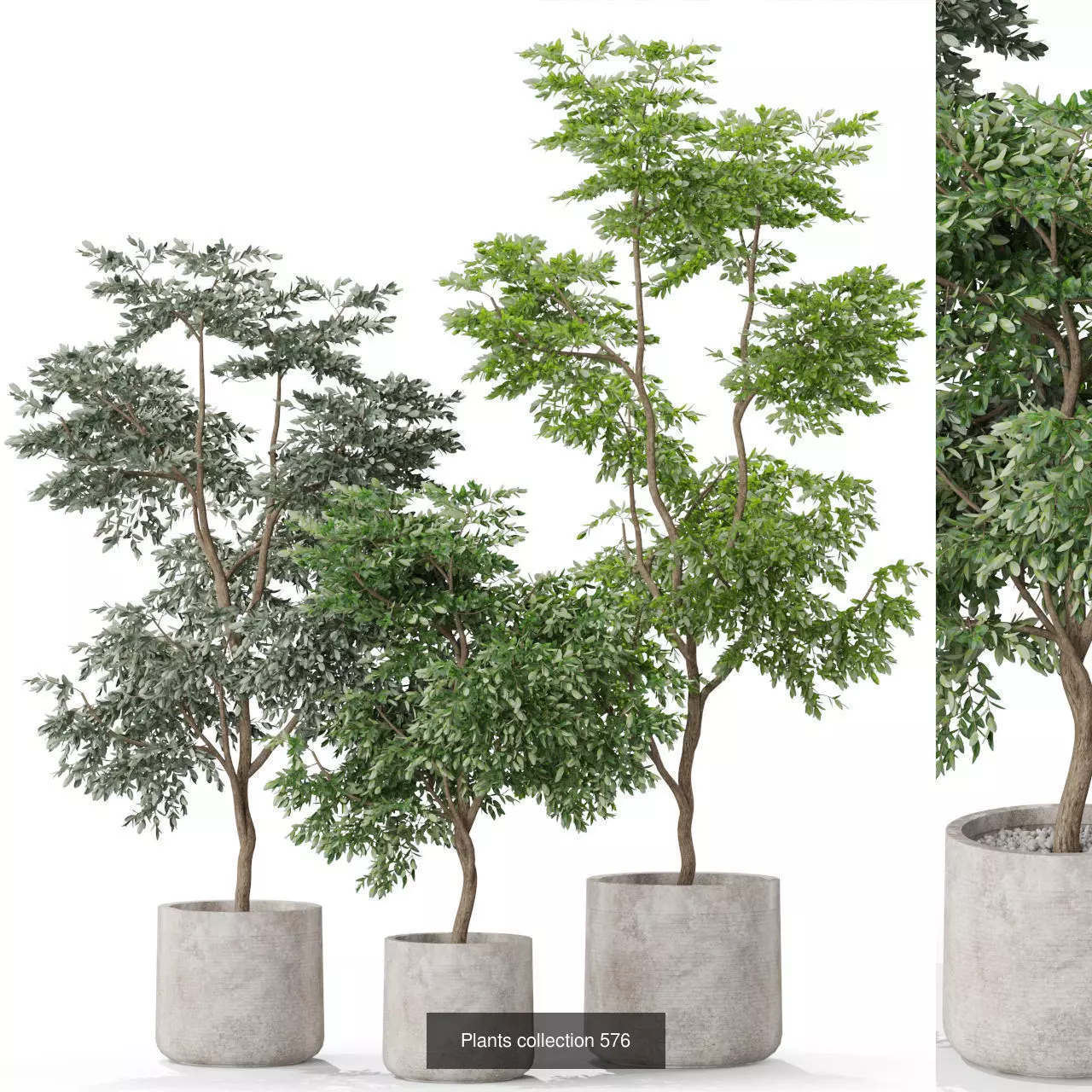 Plants collection vol 12 _3