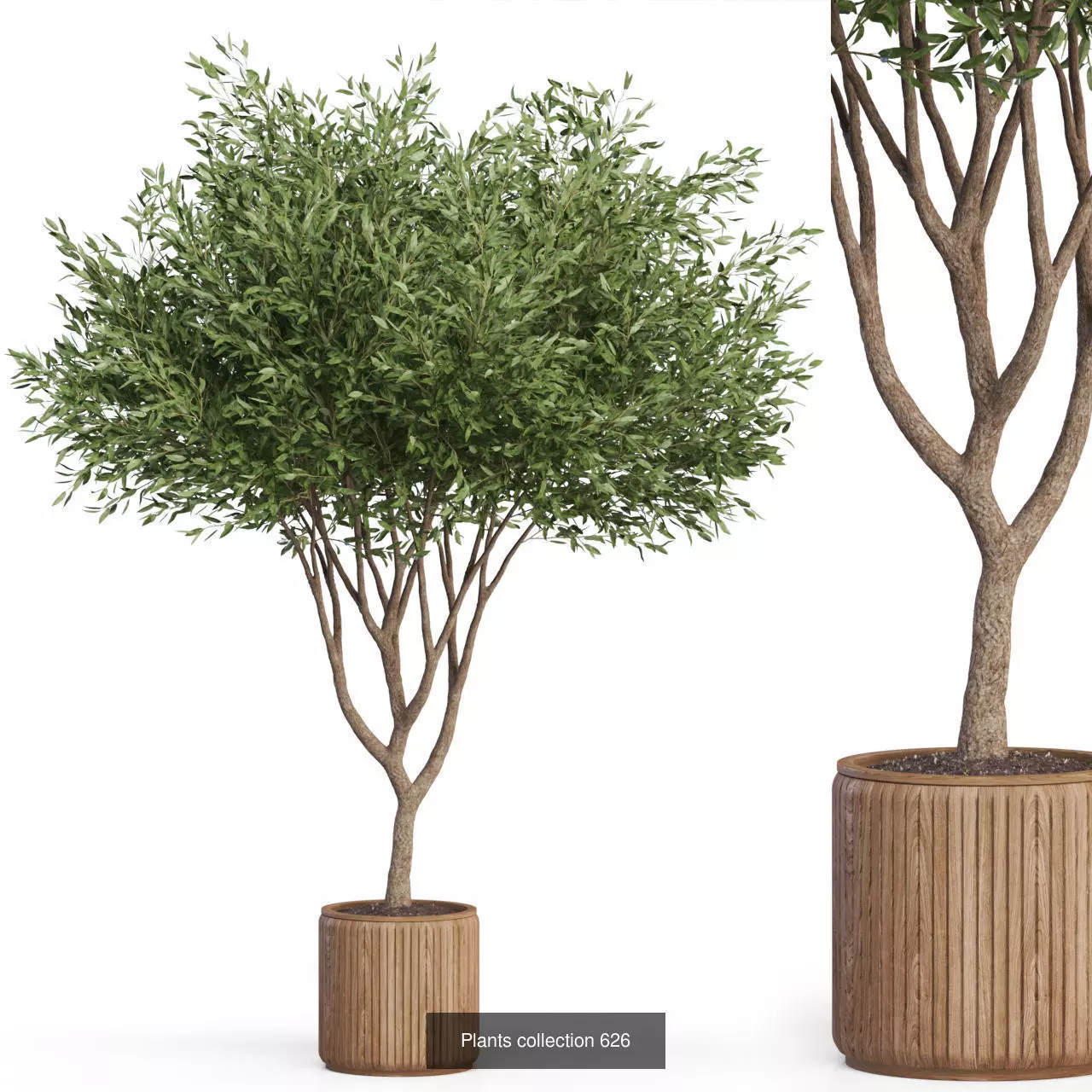 Plants collection vol 12 _27