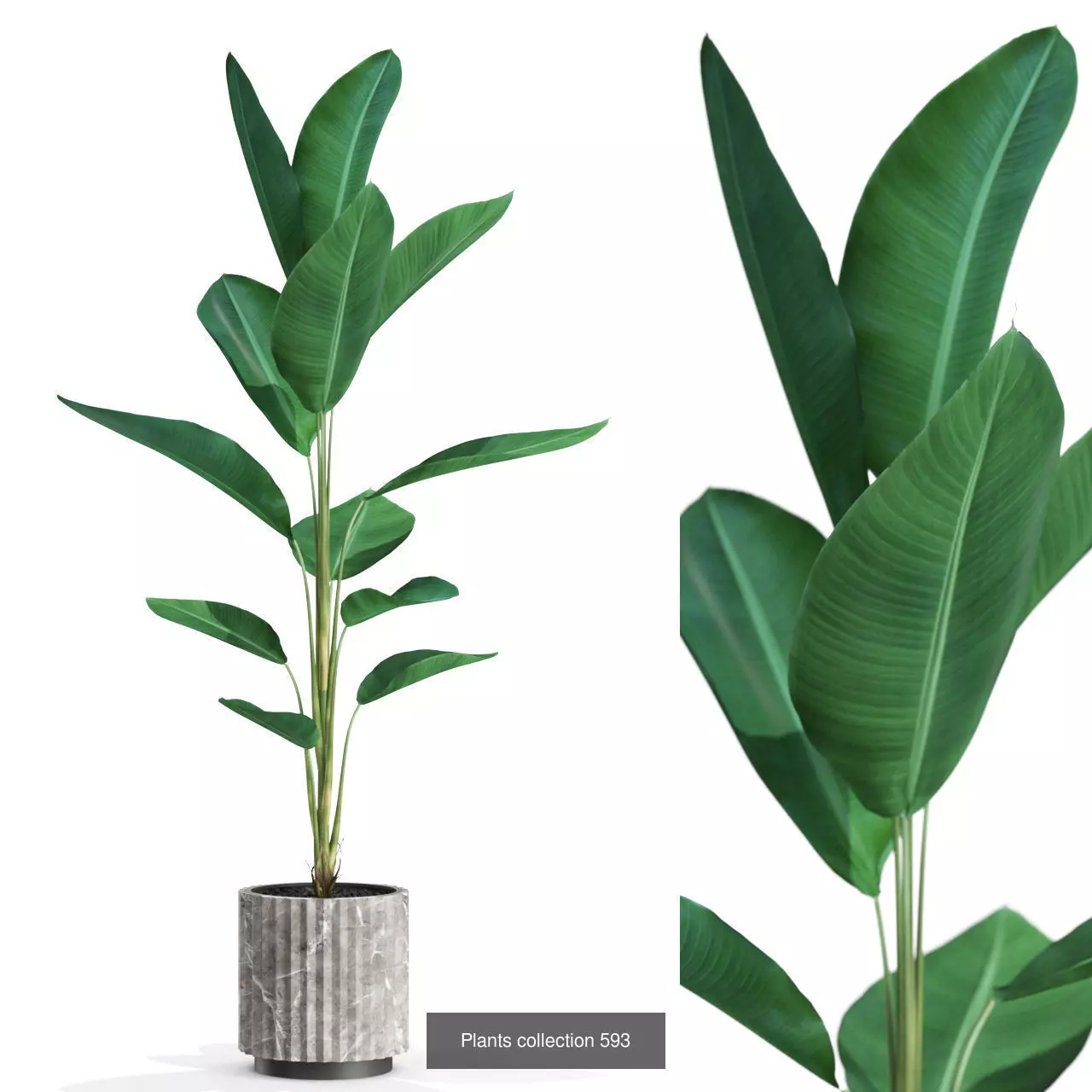 Plants collection vol 12 _14
