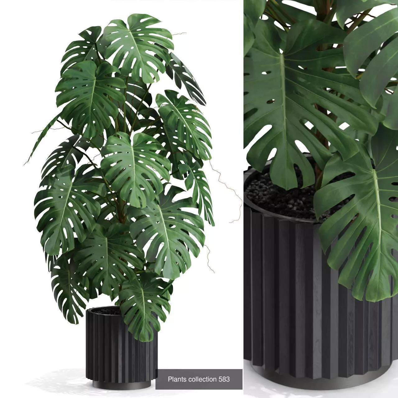 Plants collection vol 12 _8