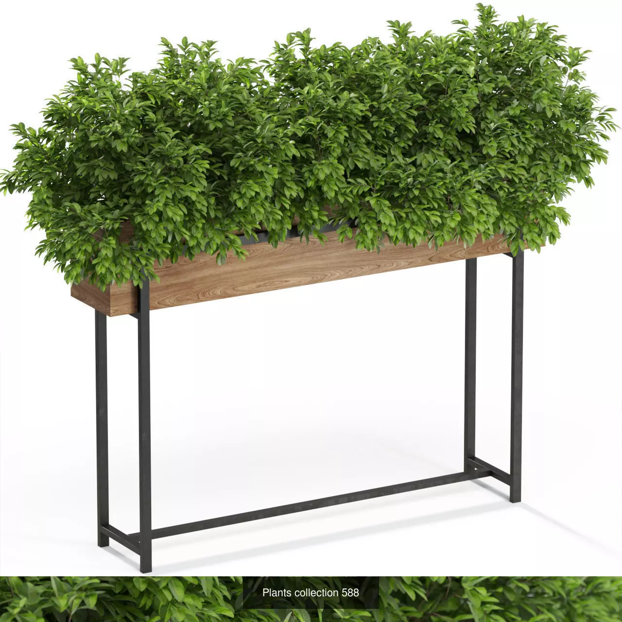 Plants collection vol 12 _10