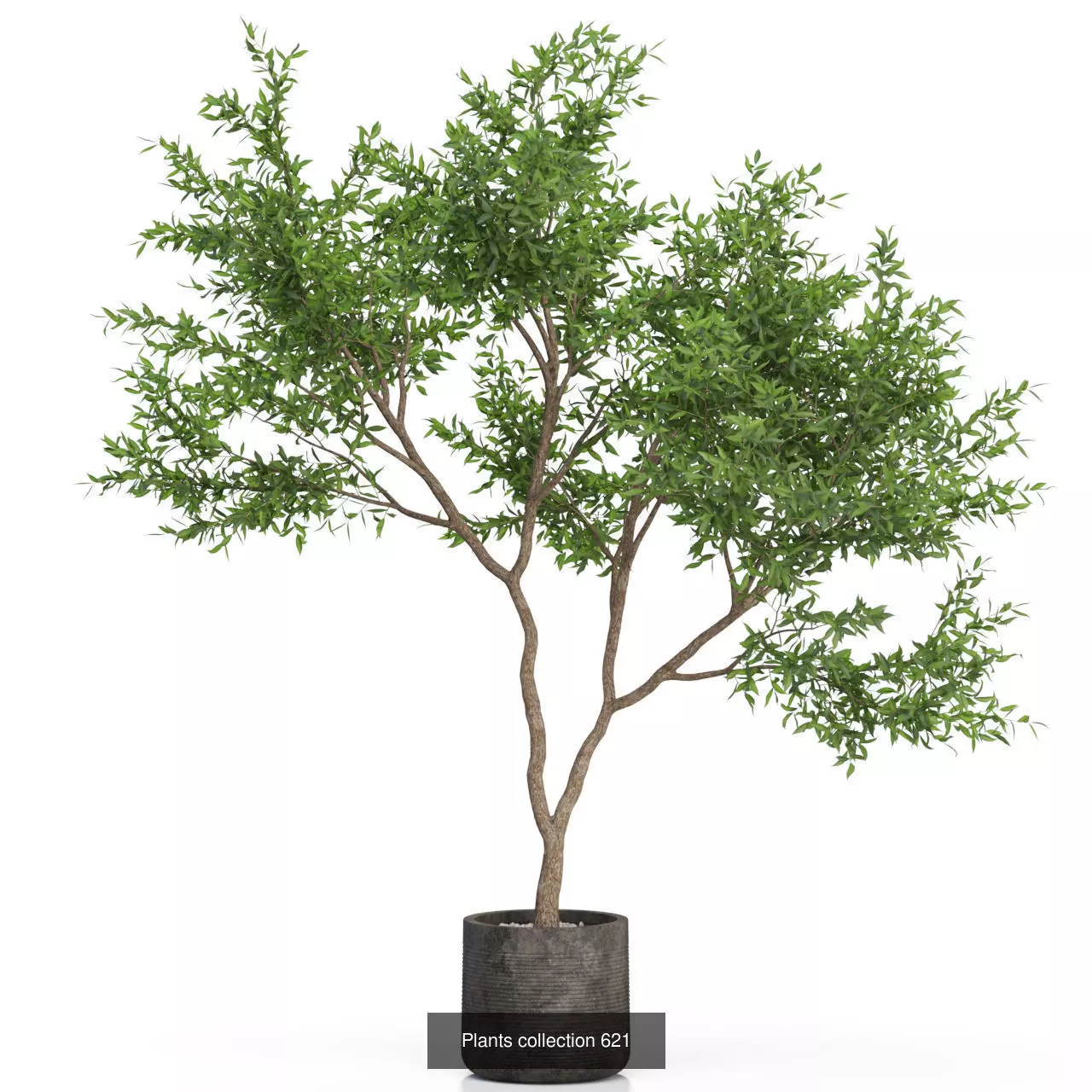 Plants collection vol 12 _22