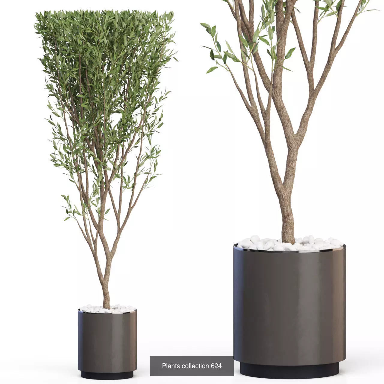 Plants collection vol 12 _25