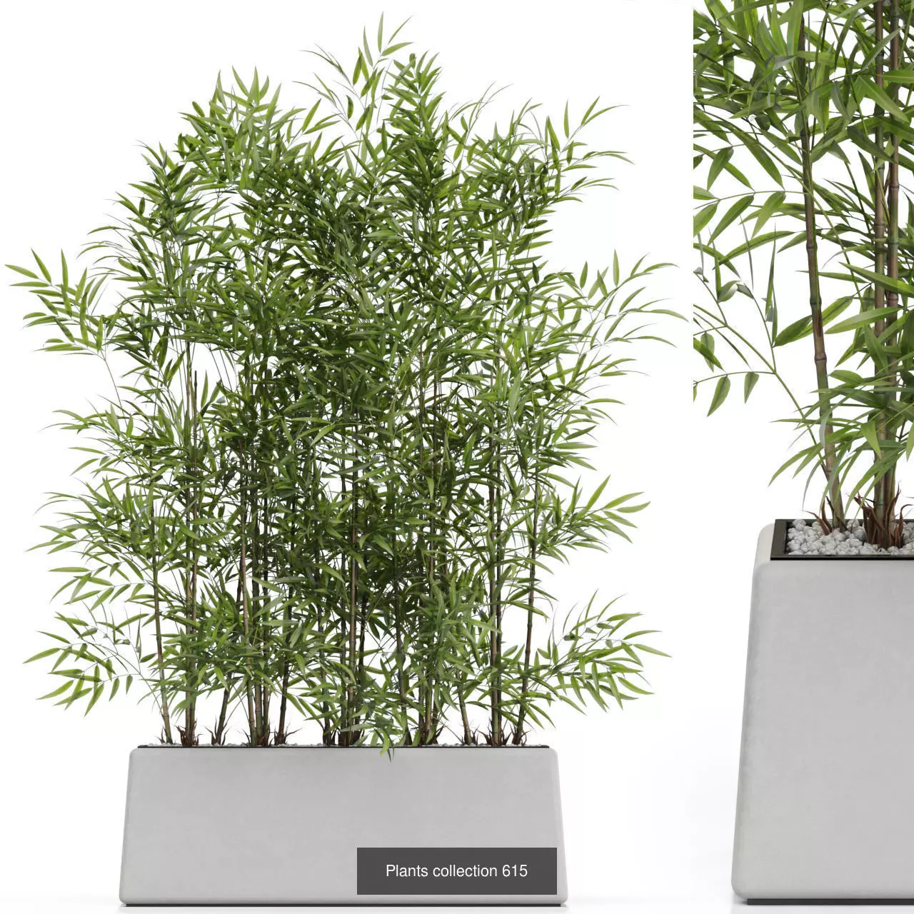 Plants collection vol 12 _19
