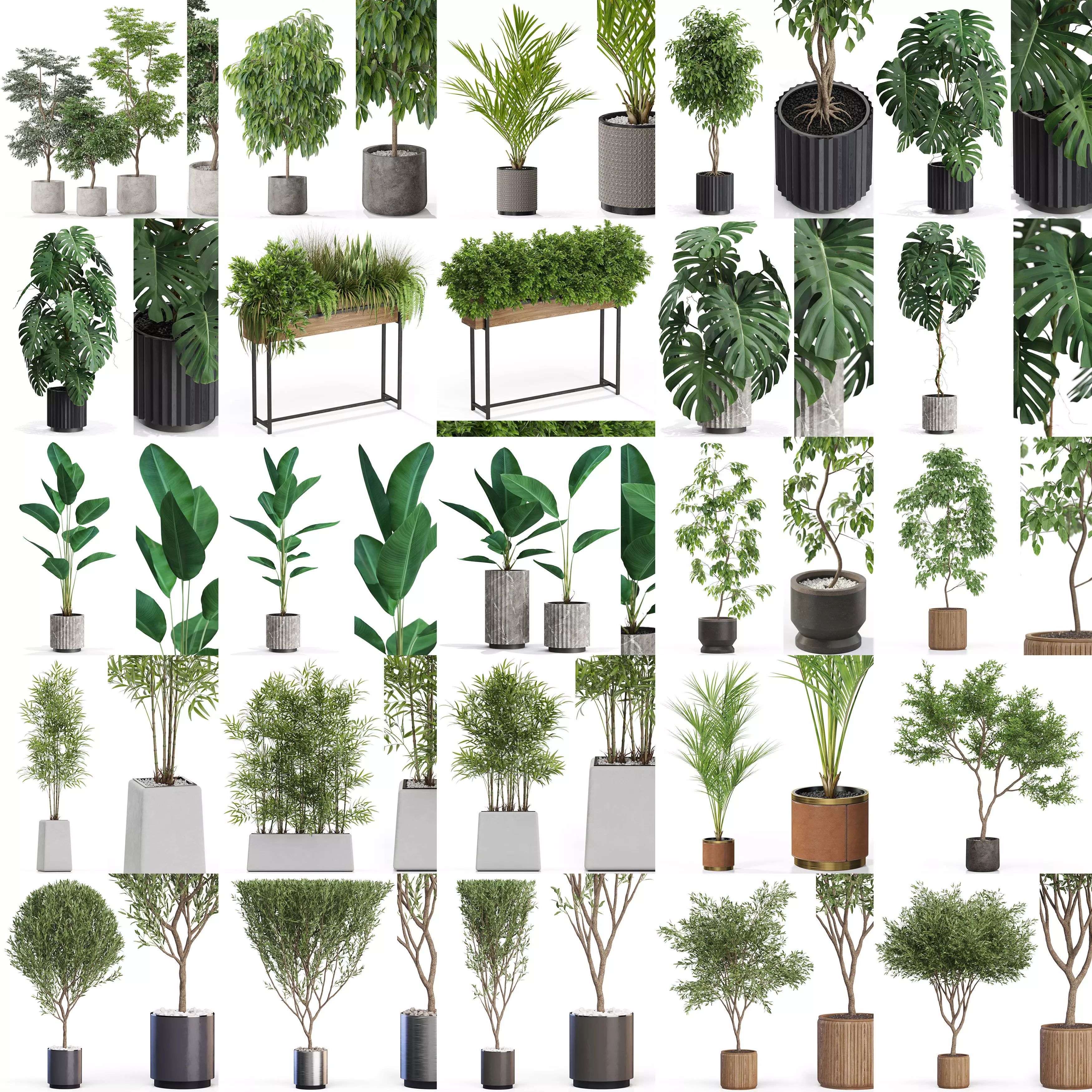Plants collection vol 12 _0